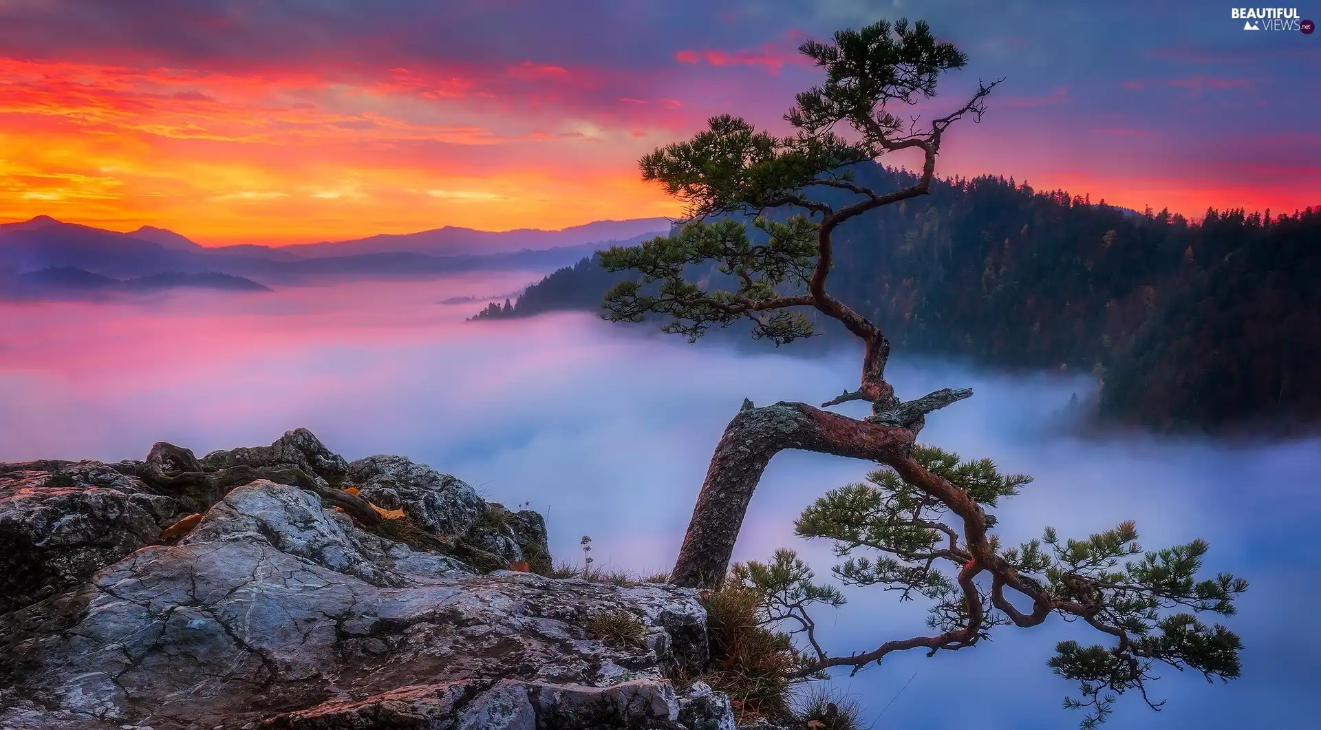 Pieniny Mountains, Poland, Sokolica Peak, Pieniny National Park, trees, pine, Fog, rocks, Great Sunsets