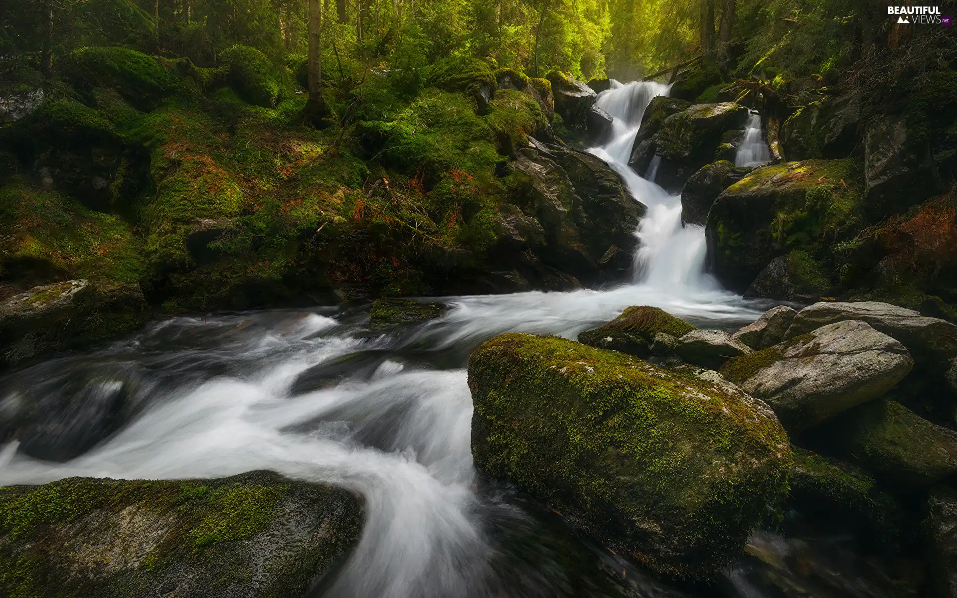 mossy, Stones, Plants, forest, viewes, flux, River, trees