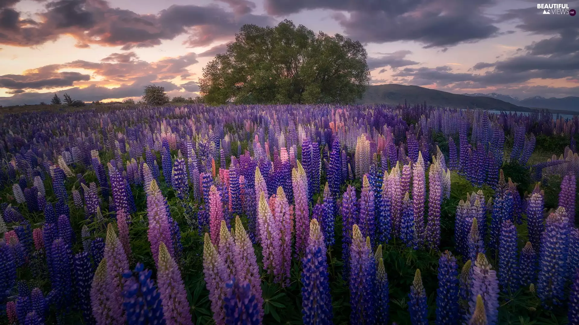 lupins, trees, purple, Pink, Meadow