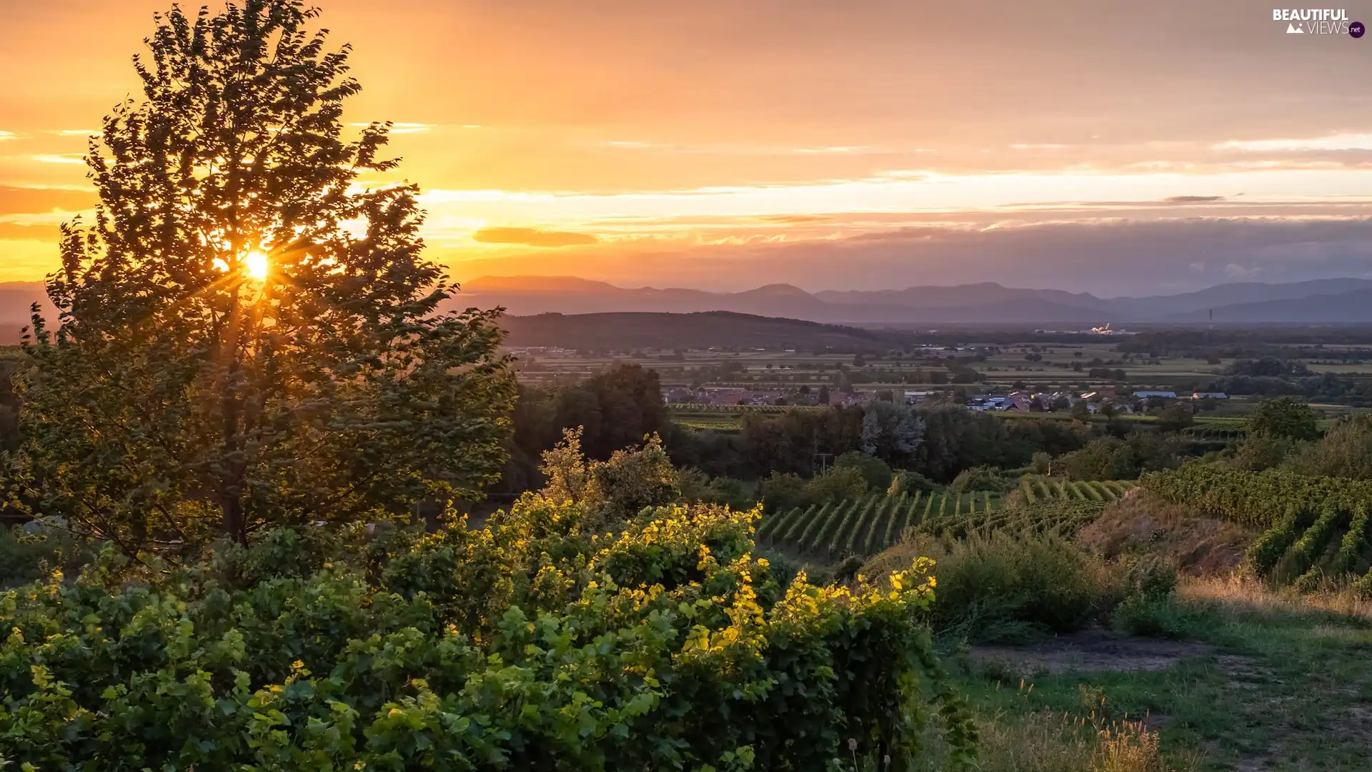 vineyards, VEGETATION, rays of the Sun, field, trees