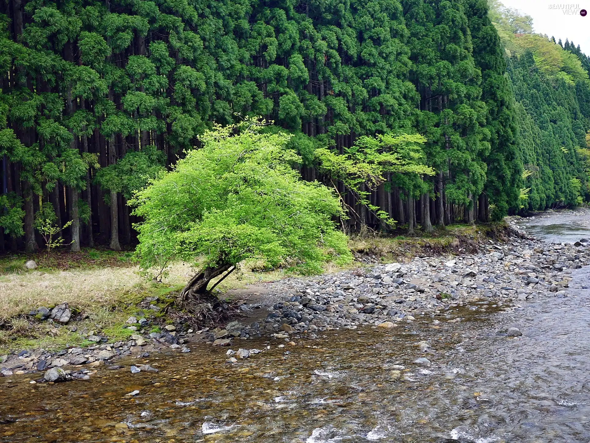 trees, forest, River