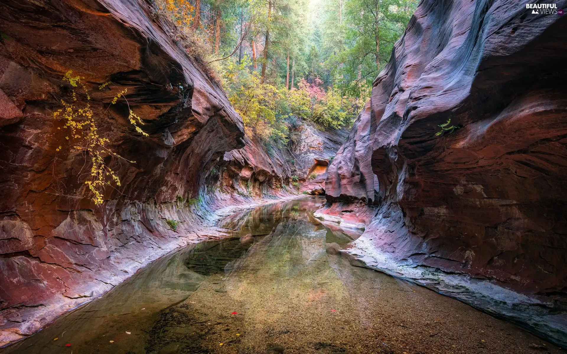 viewes, forest, rocks, trees, autumn, canyon, River