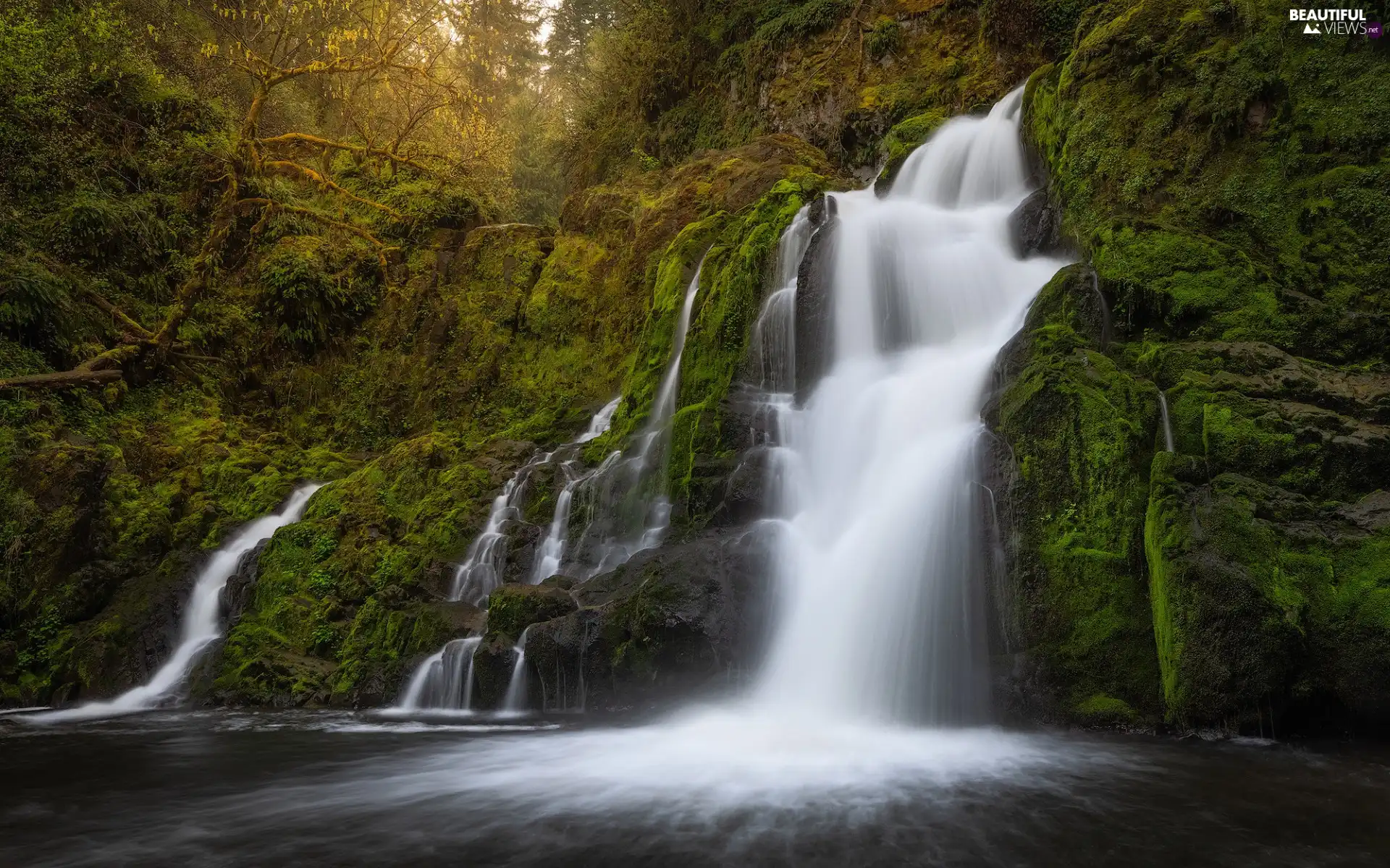 viewes, forest, rocks, trees, waterfall, mossy, River