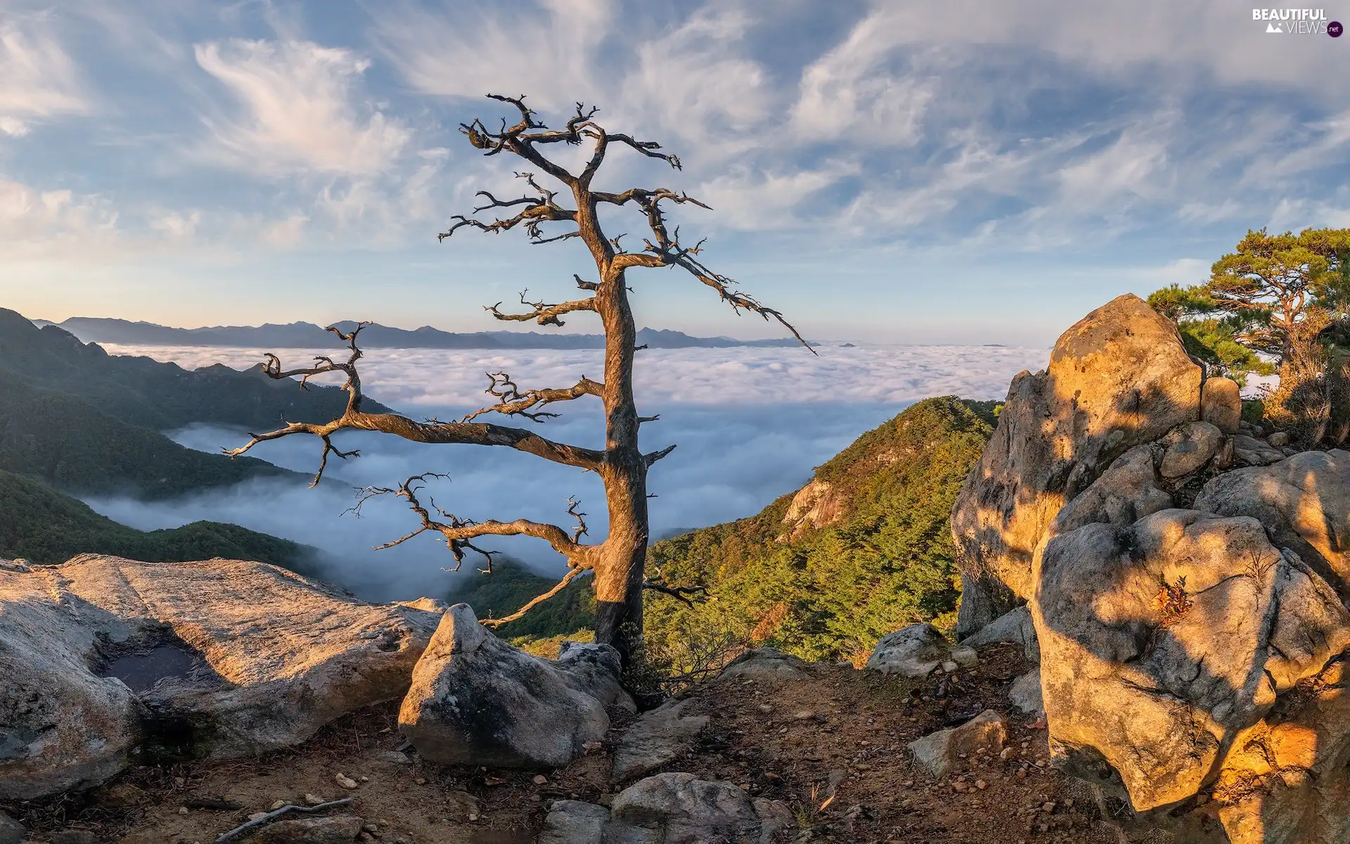 Fog, trees, rocks, clouds, Mountains