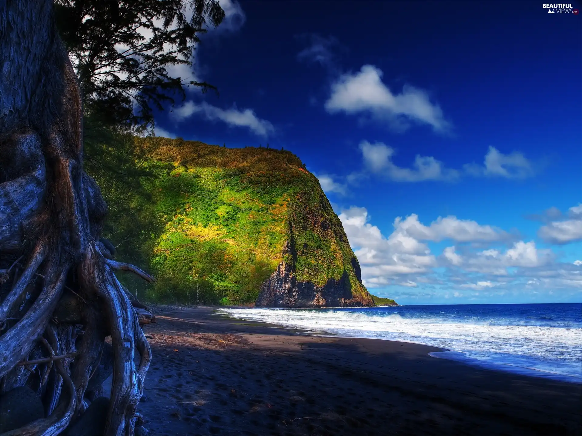 sea, coast, trees, Rocks