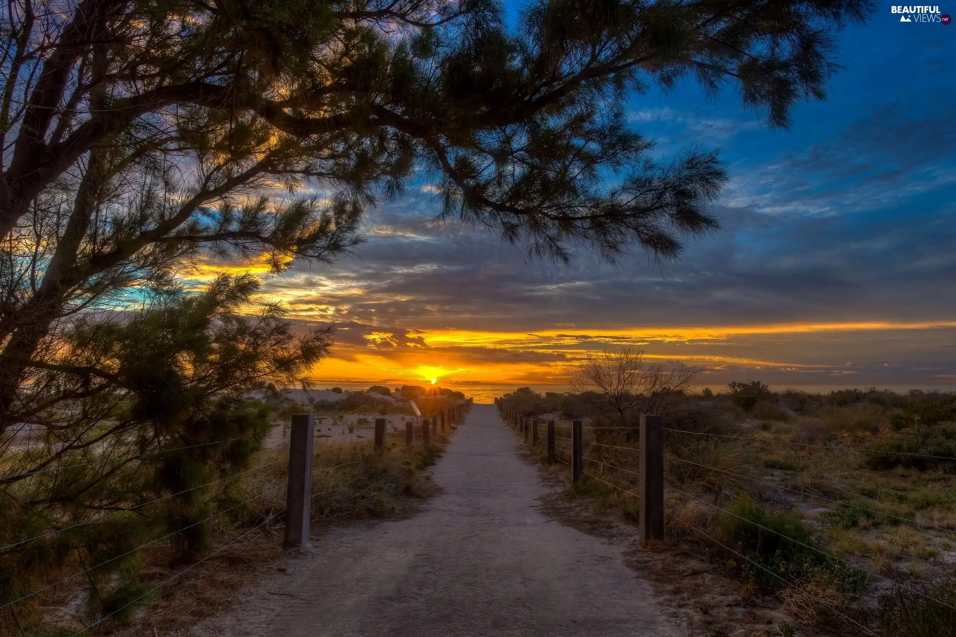 trees, sea, sun, Path, west