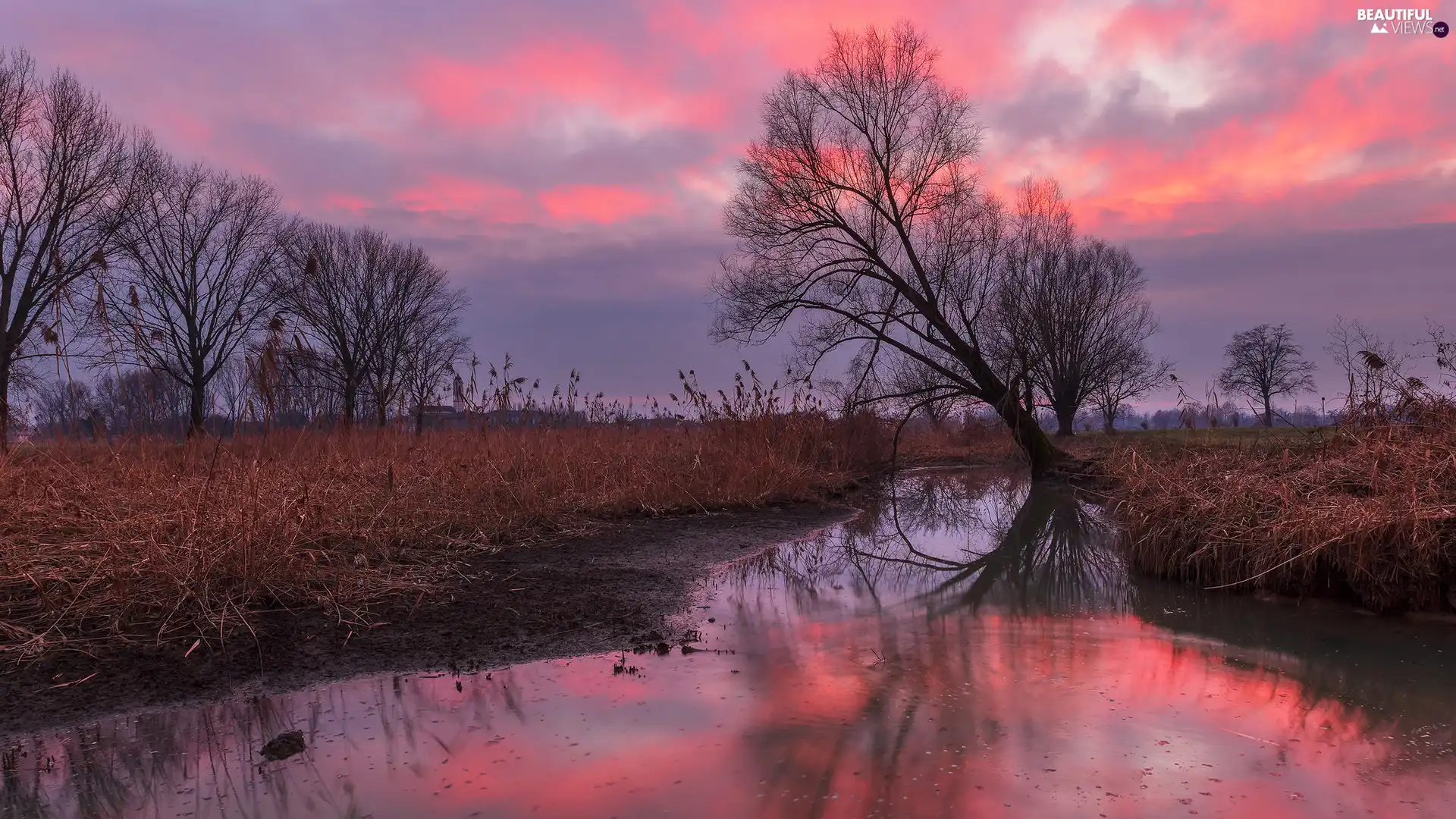 rushes, inclined, Sky, trees, River, Pink, reflection