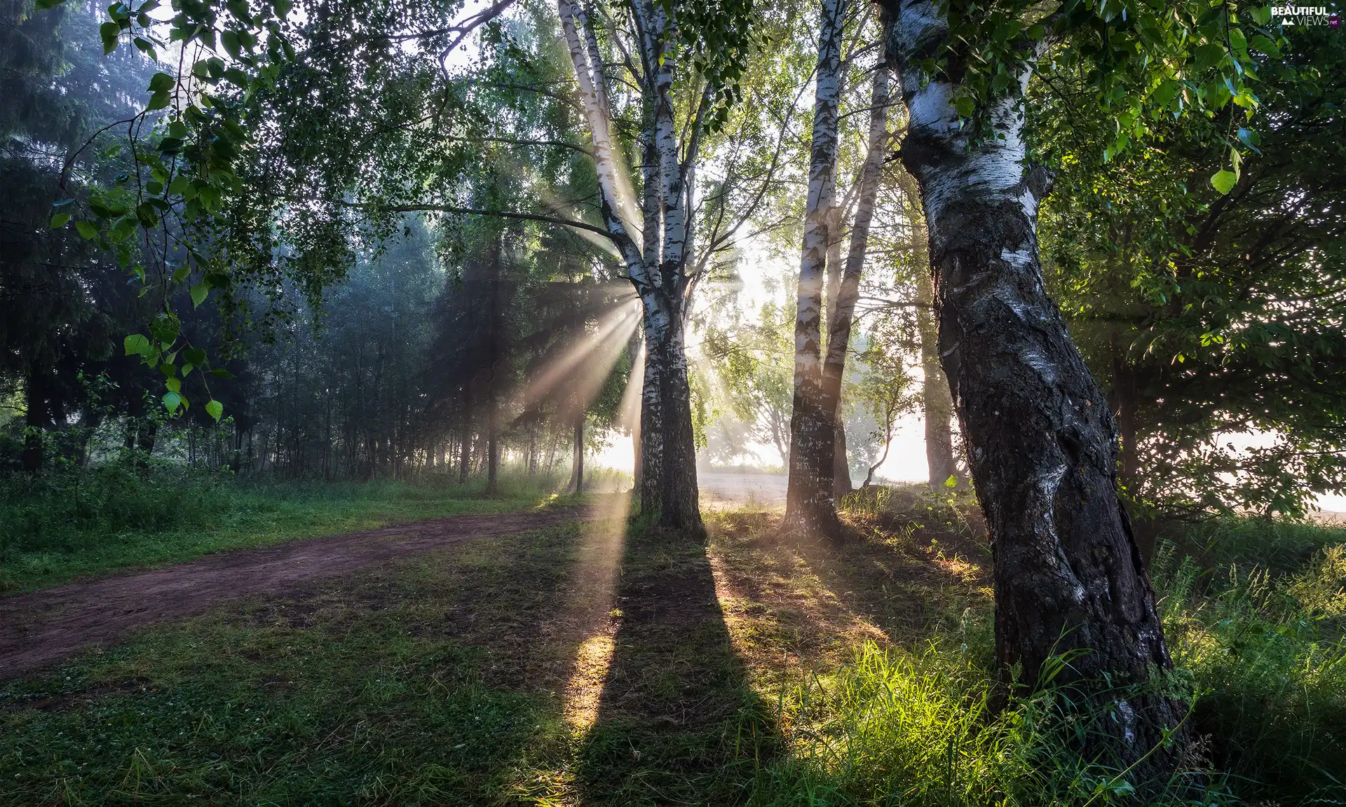 trees, forest, birch, light breaking through sky, viewes, Way