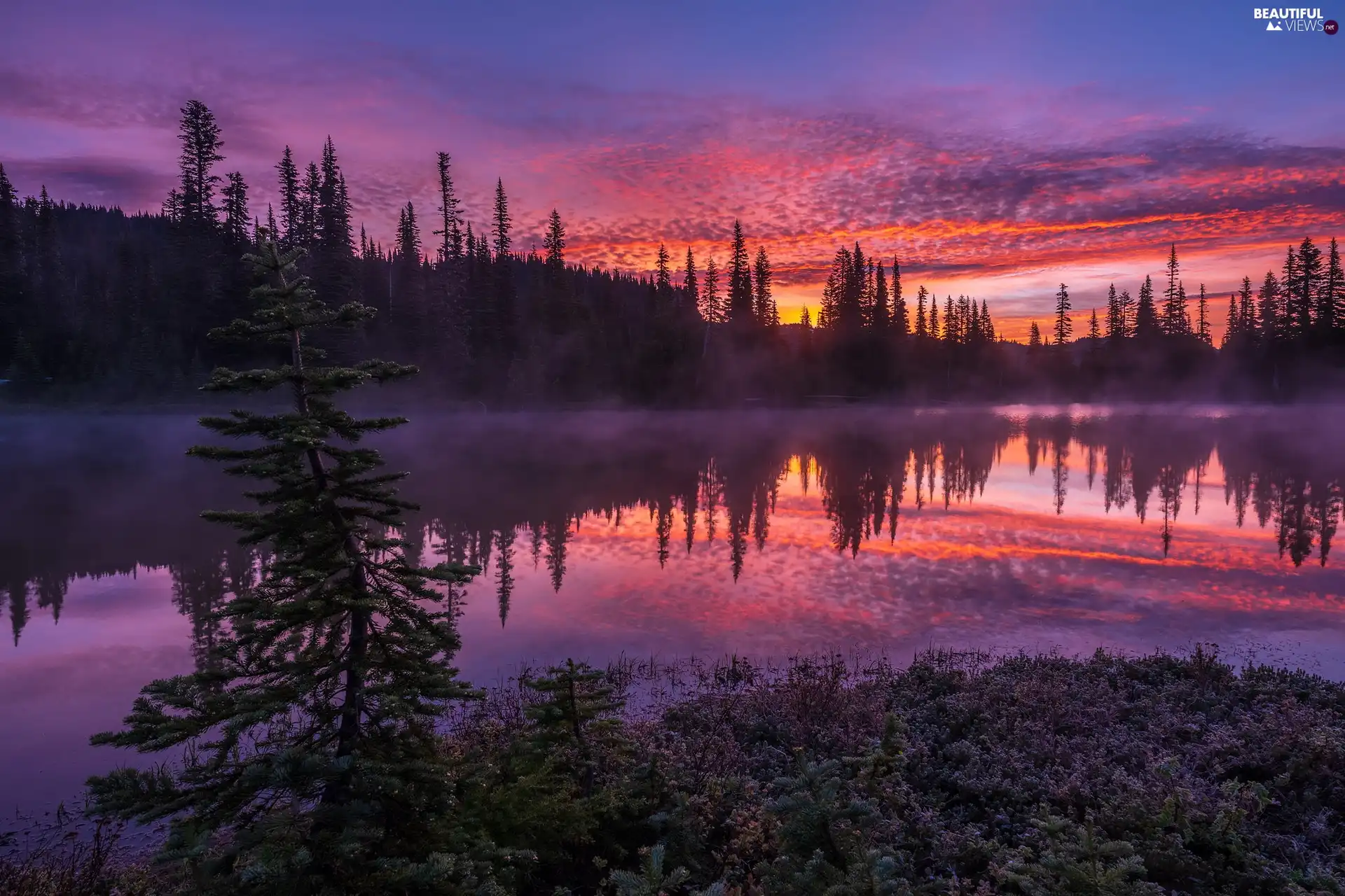 trees, forest, viewes, lake, clouds, Great Sunsets, color, Sky, Fog