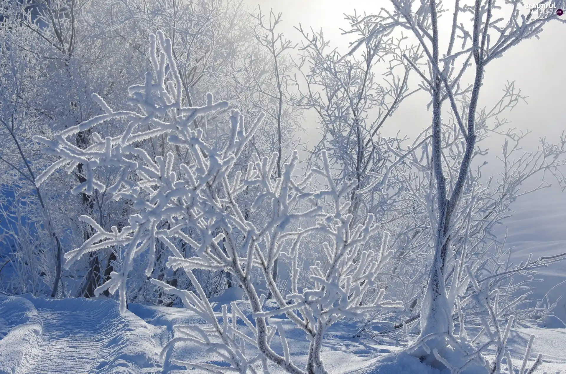 trees, viewes, Fog, Bush, branch pics, snow, winter, Snowy