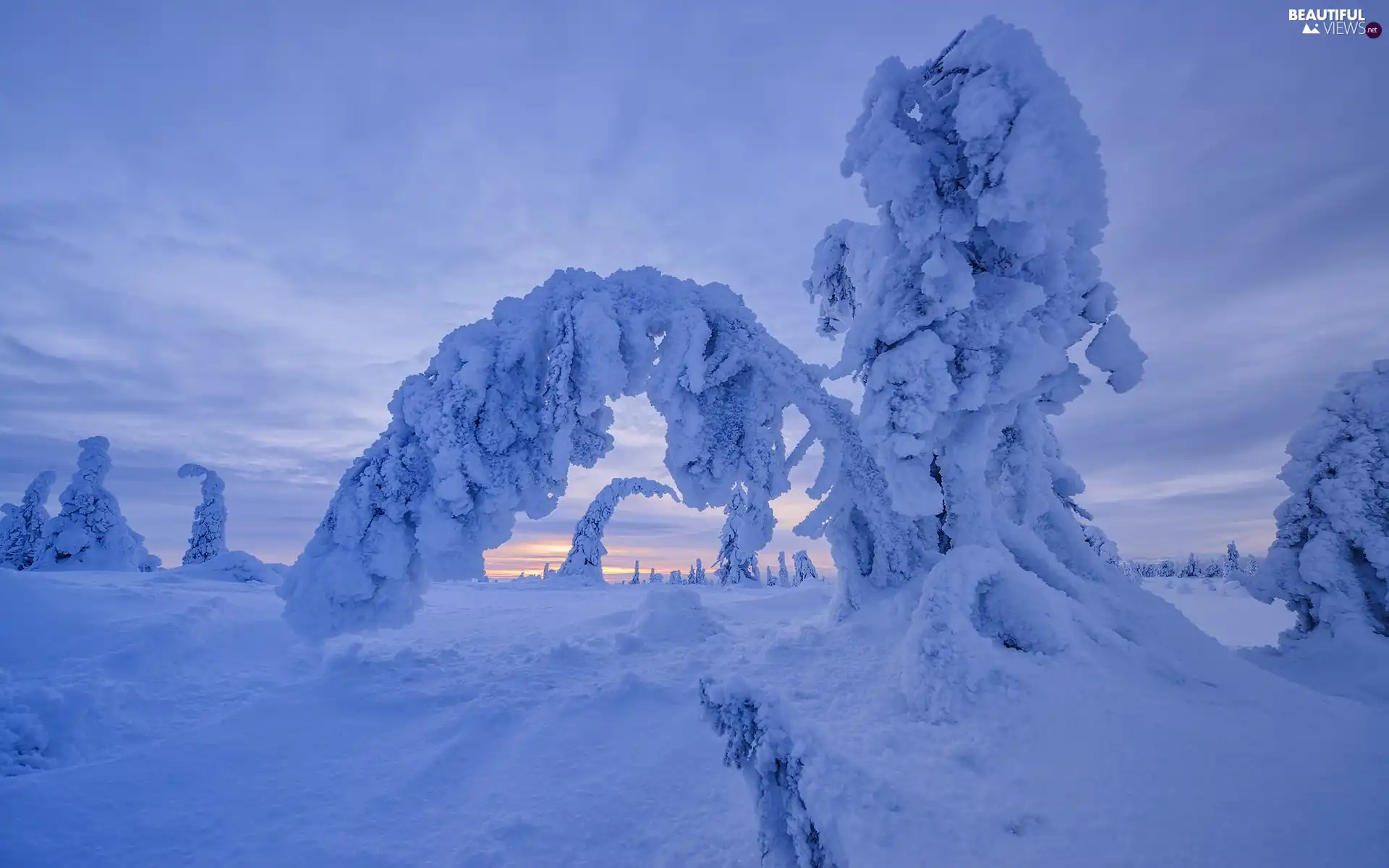 trees, winter, Sloping, trees, viewes, Snowy