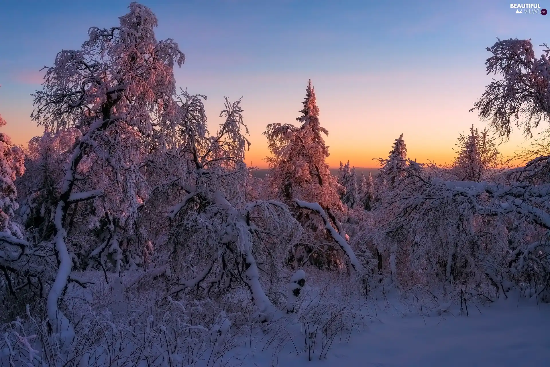 winter, Great Sunsets, trees, viewes, Snowy