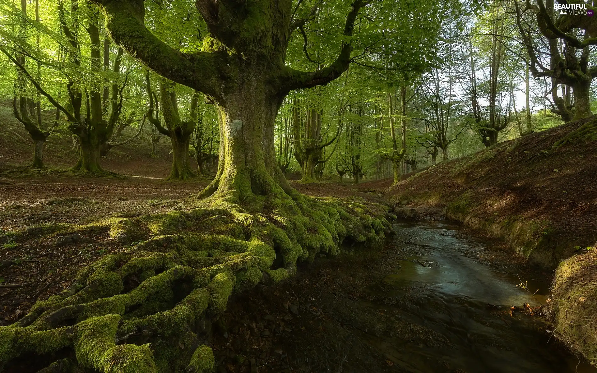 Basque Country, Spain, Gorbea National Park, forest, brook, stream, trees, viewes, mossy