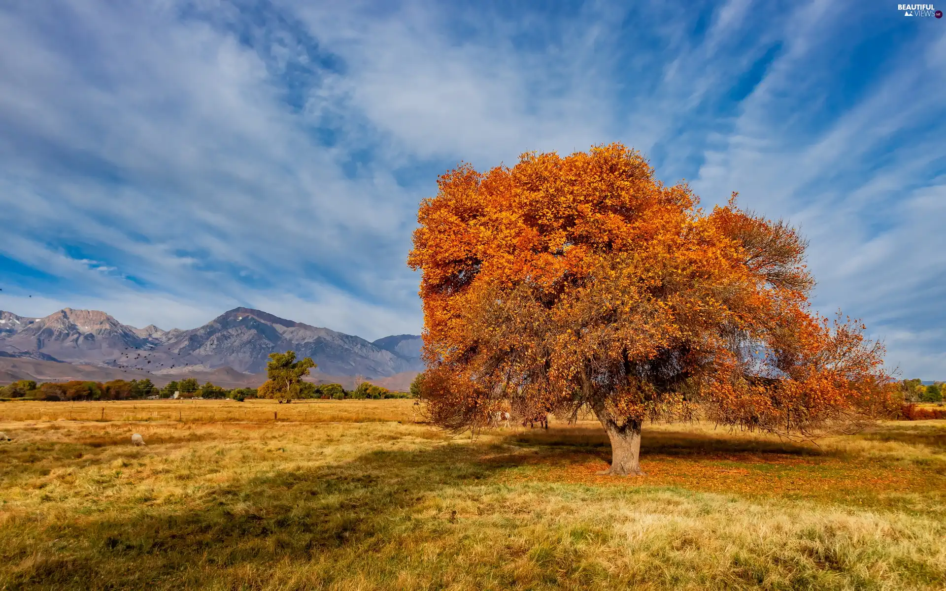 spreading, autumn, Mountains, trees