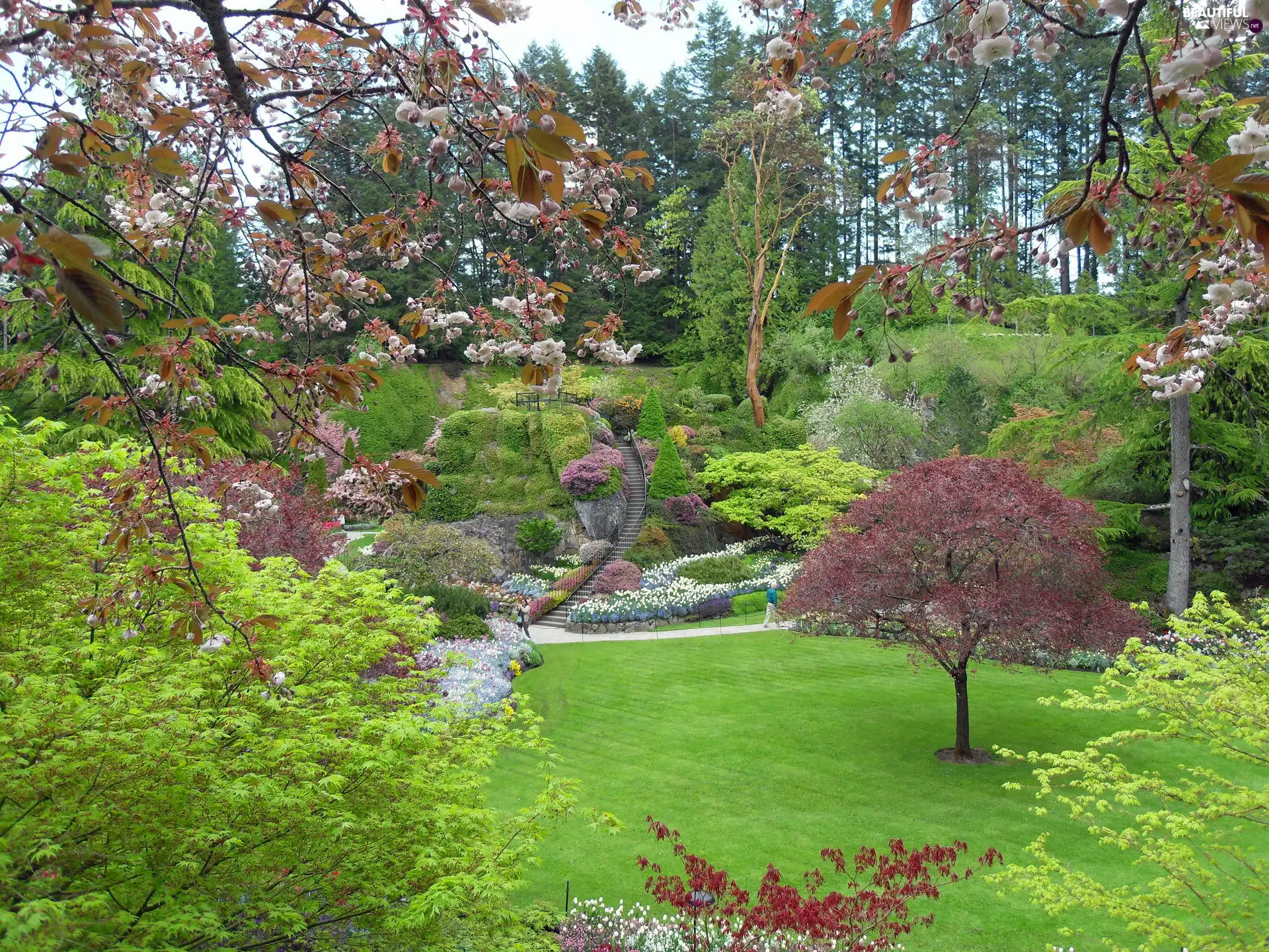 Spring, flourishing, trees, Garden