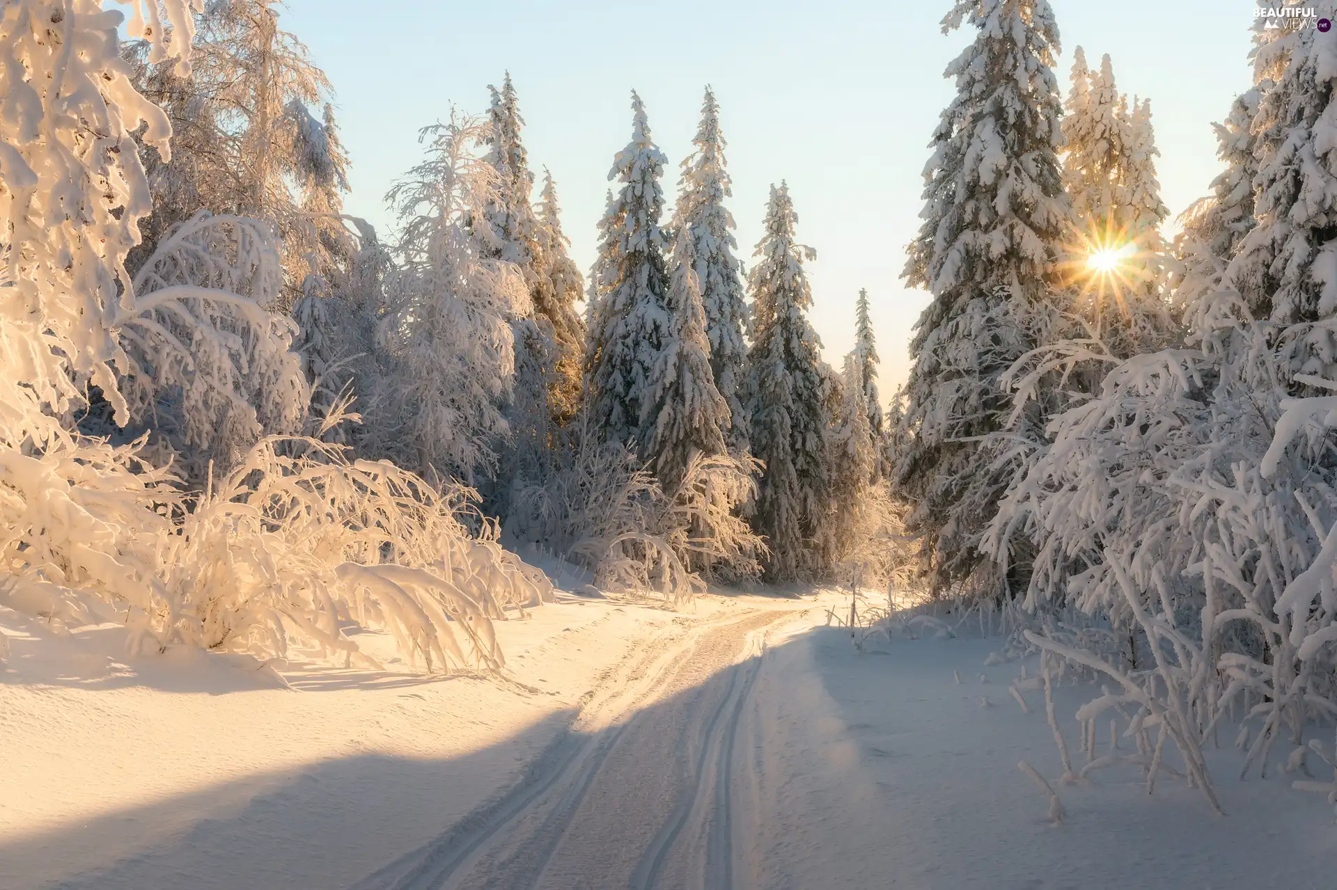 rays of the Sun, Way, traces, trees, Spruces, snow, winter, viewes