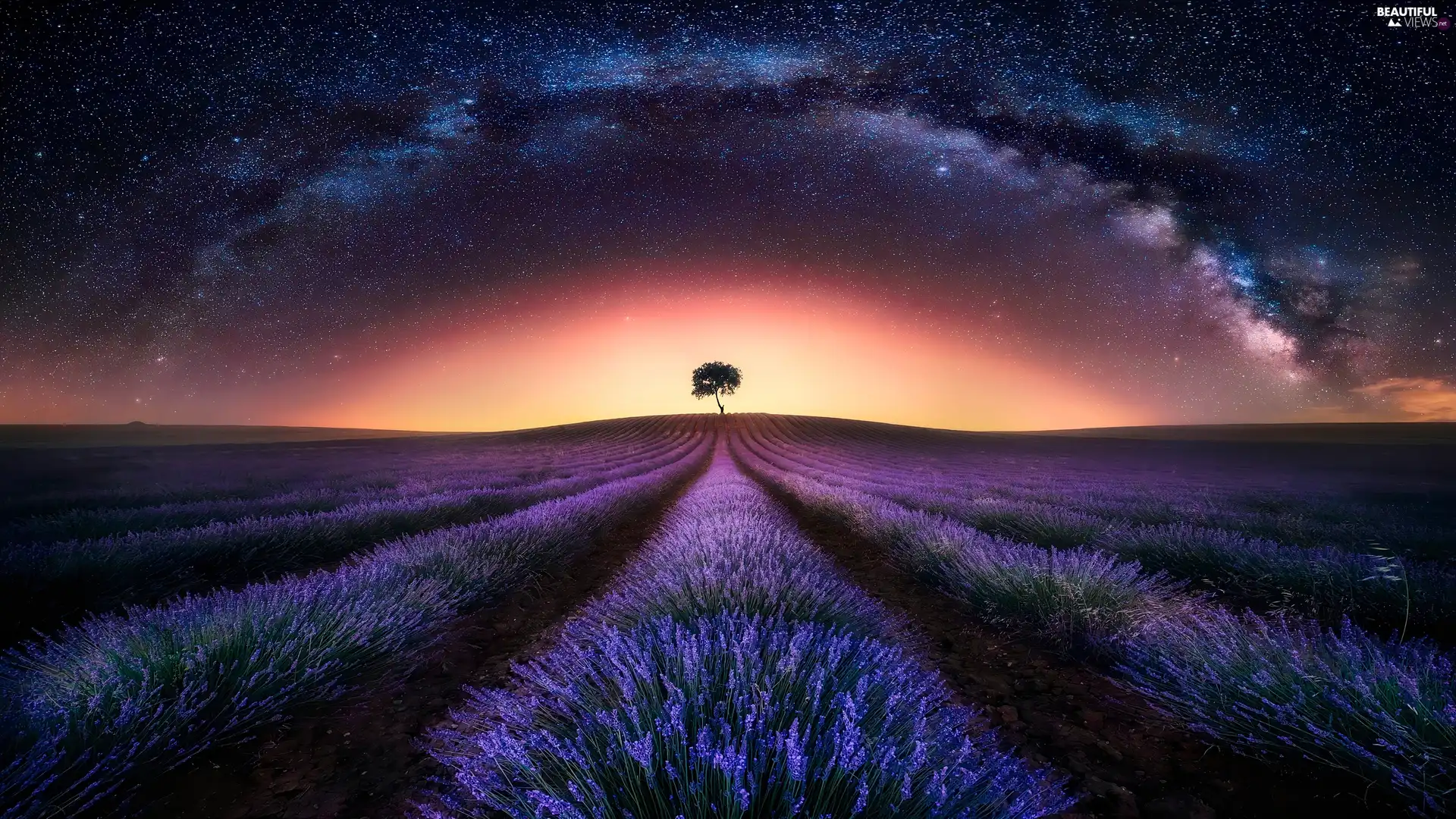 Star way, star, lavender, Night, Sky, Field, trees