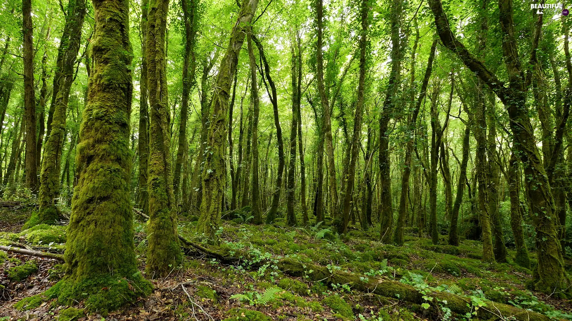 viewes, forest, Stems, trees, Green, mossy, Leaf