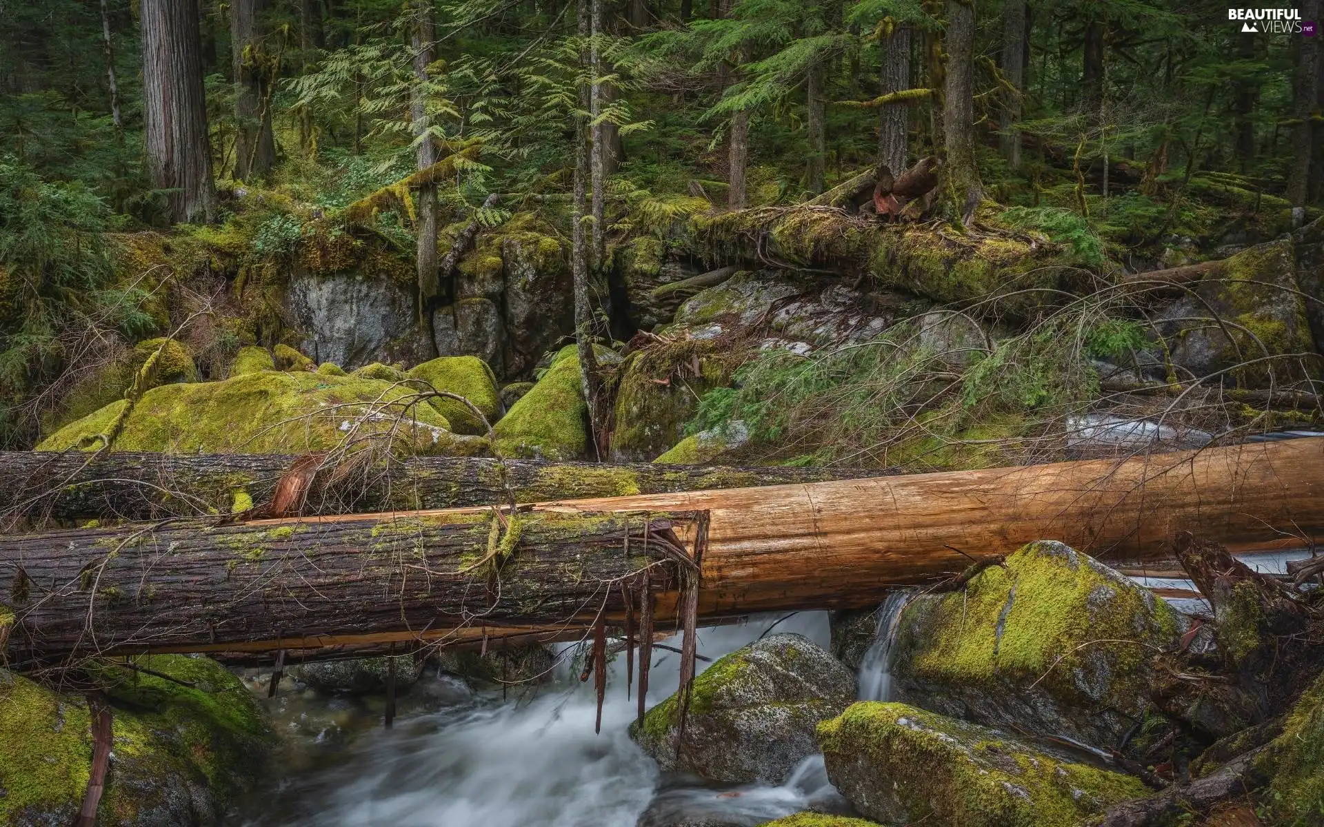 viewes, fallen, Stones, trees, forest, River, Moss