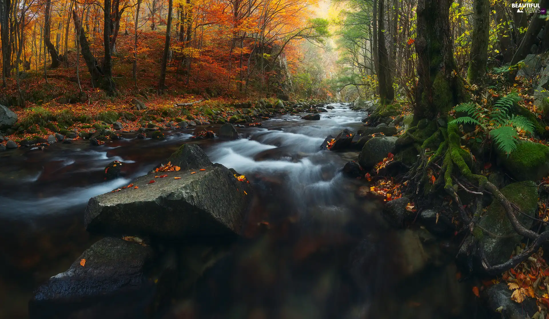 viewes, forest, Stones, trees, autumn, River, Fern