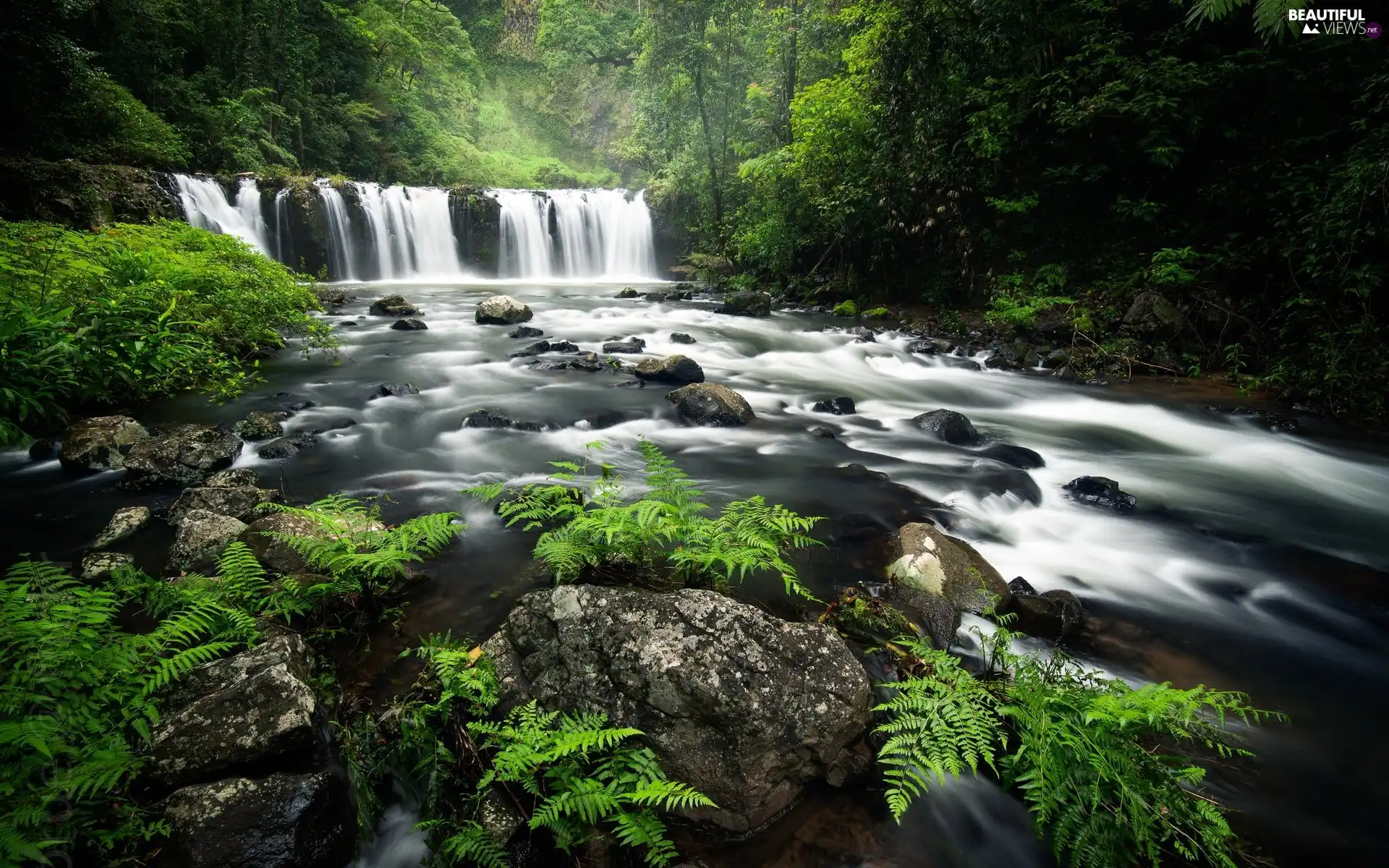 viewes, forest, Stones, trees, River, waterfall, fern