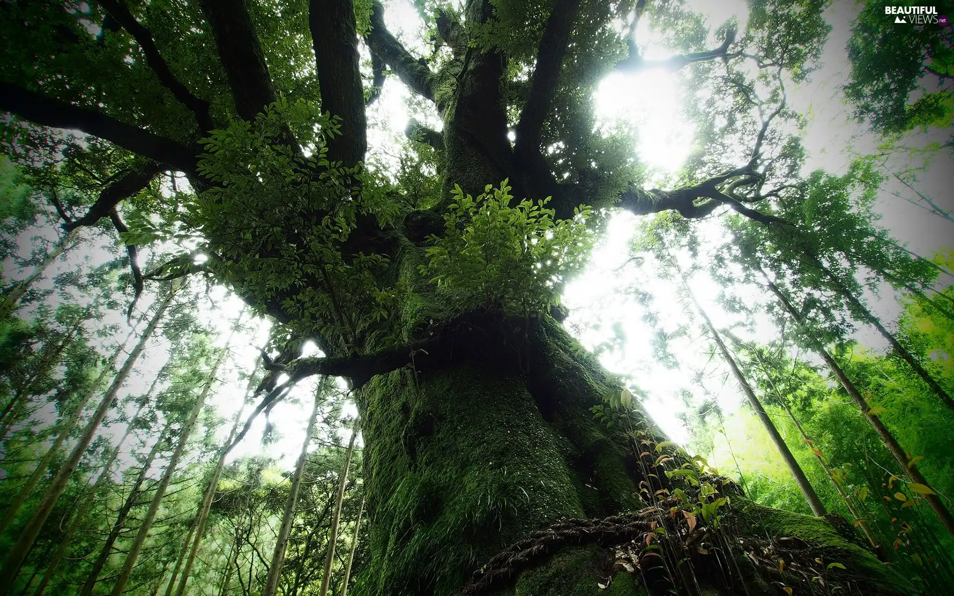 mossy, old, trees, forest, luminosity, shadow, sun, flash, ligh