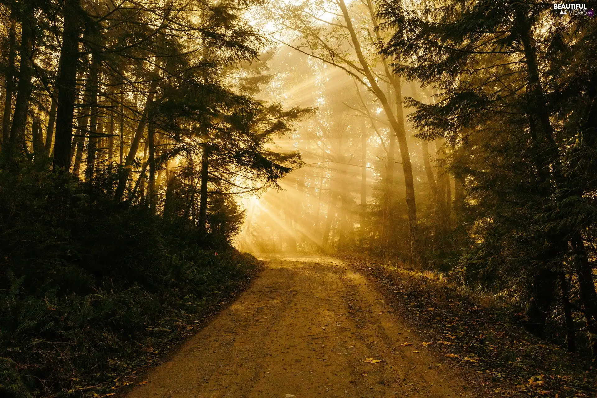 trees, Way, light breaking through sky, sunny, viewes, forest