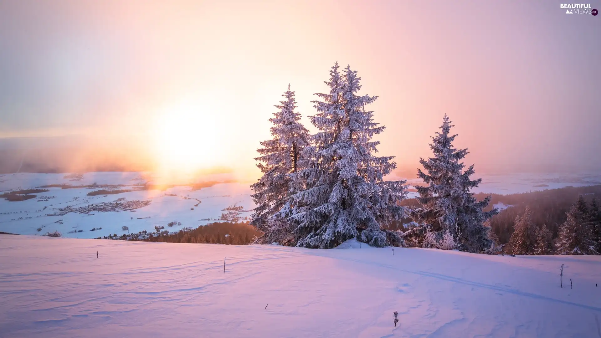 viewes, snow, sunny, trees, winter, Spruces, glamour