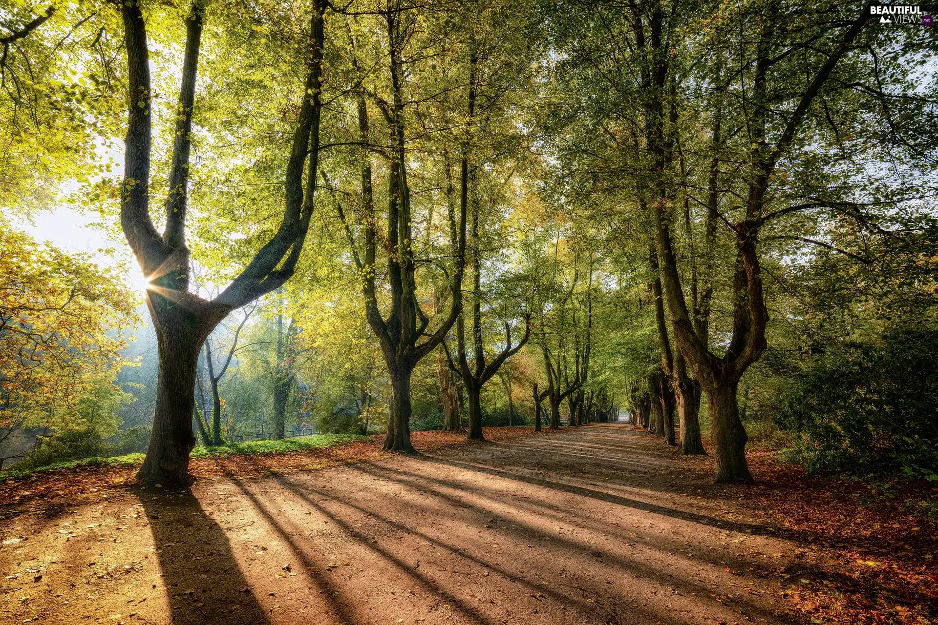 trees, alley, rays of the Sun, Sunrise, viewes, Way