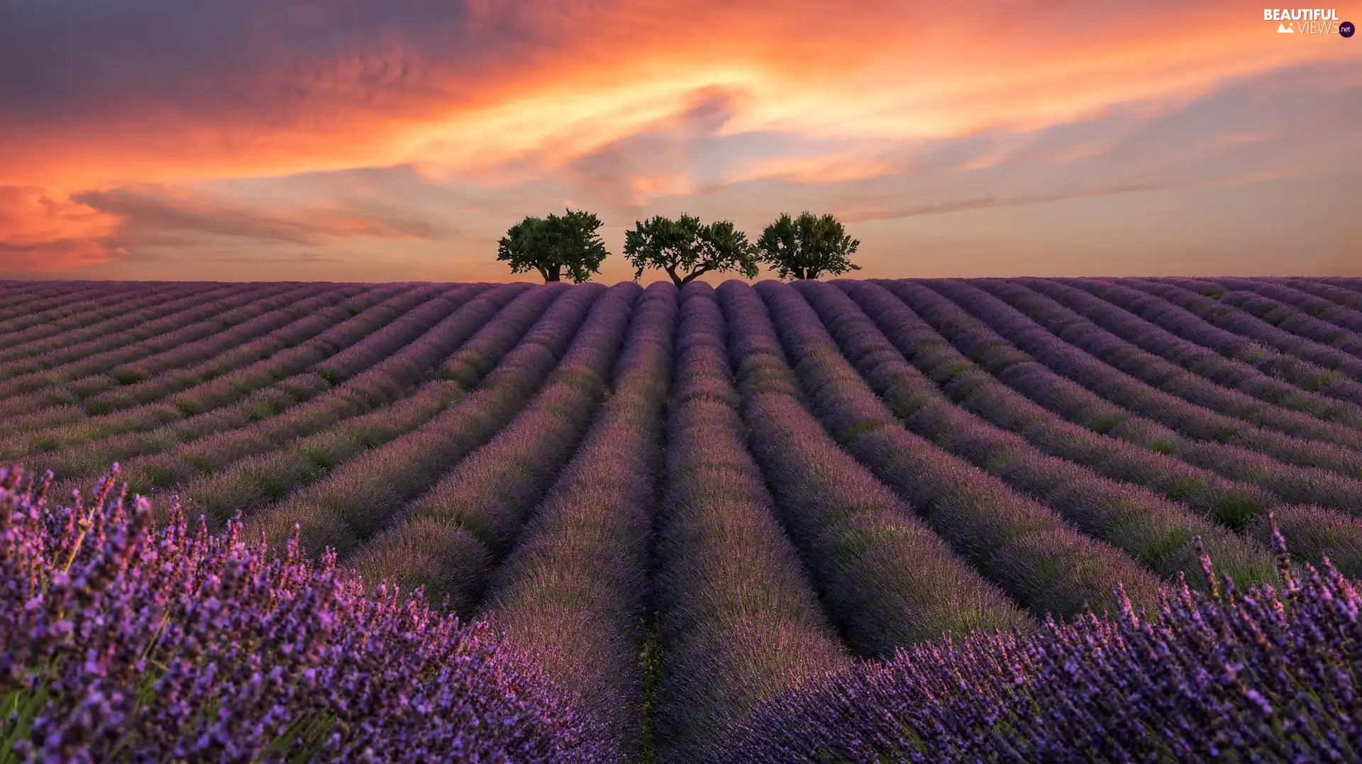 lavender, Great Sunsets, trees, viewes, Three, Field