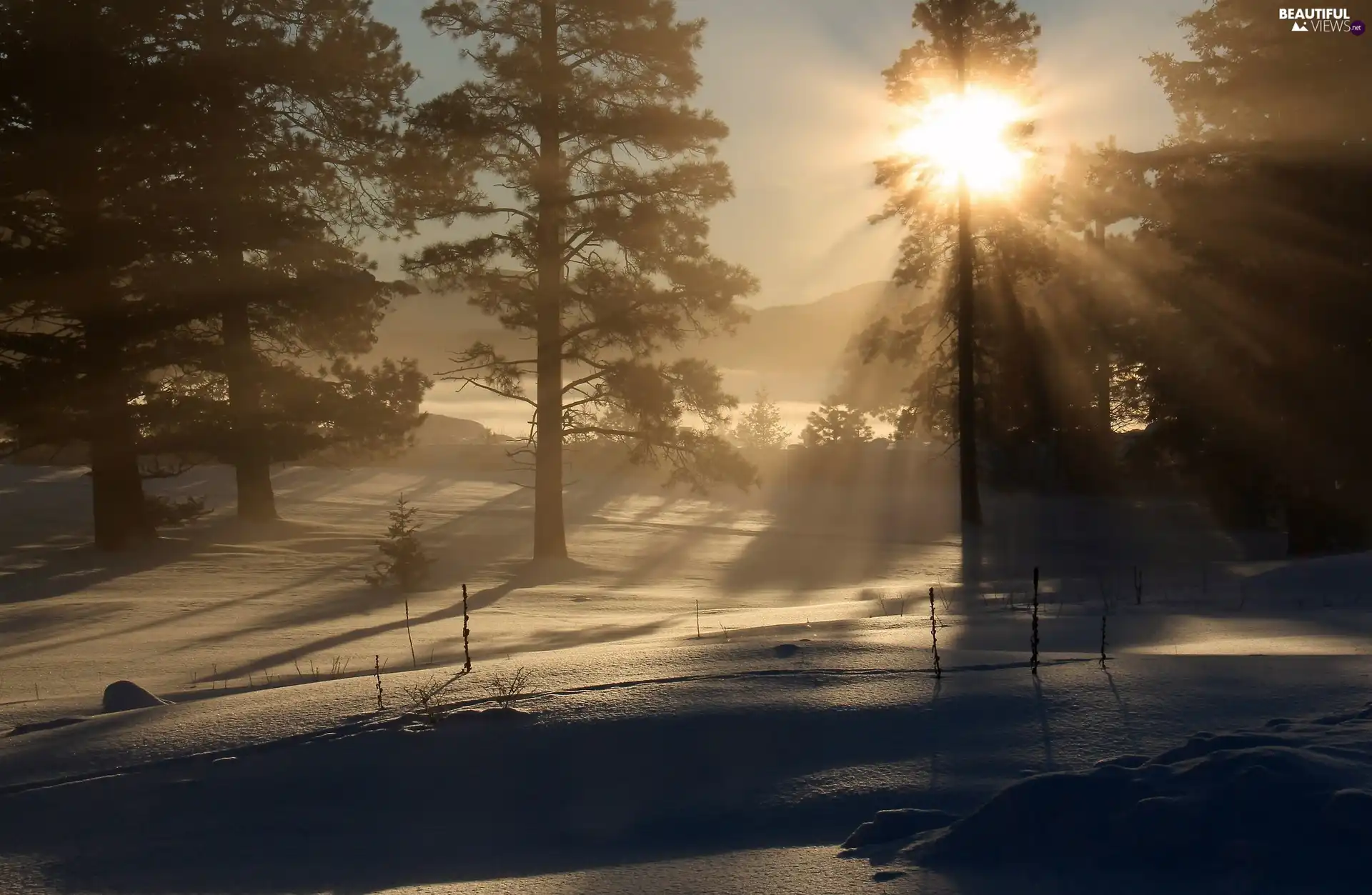 trees, dawn, Fog, sun, winter, viewes, rays of the Sun