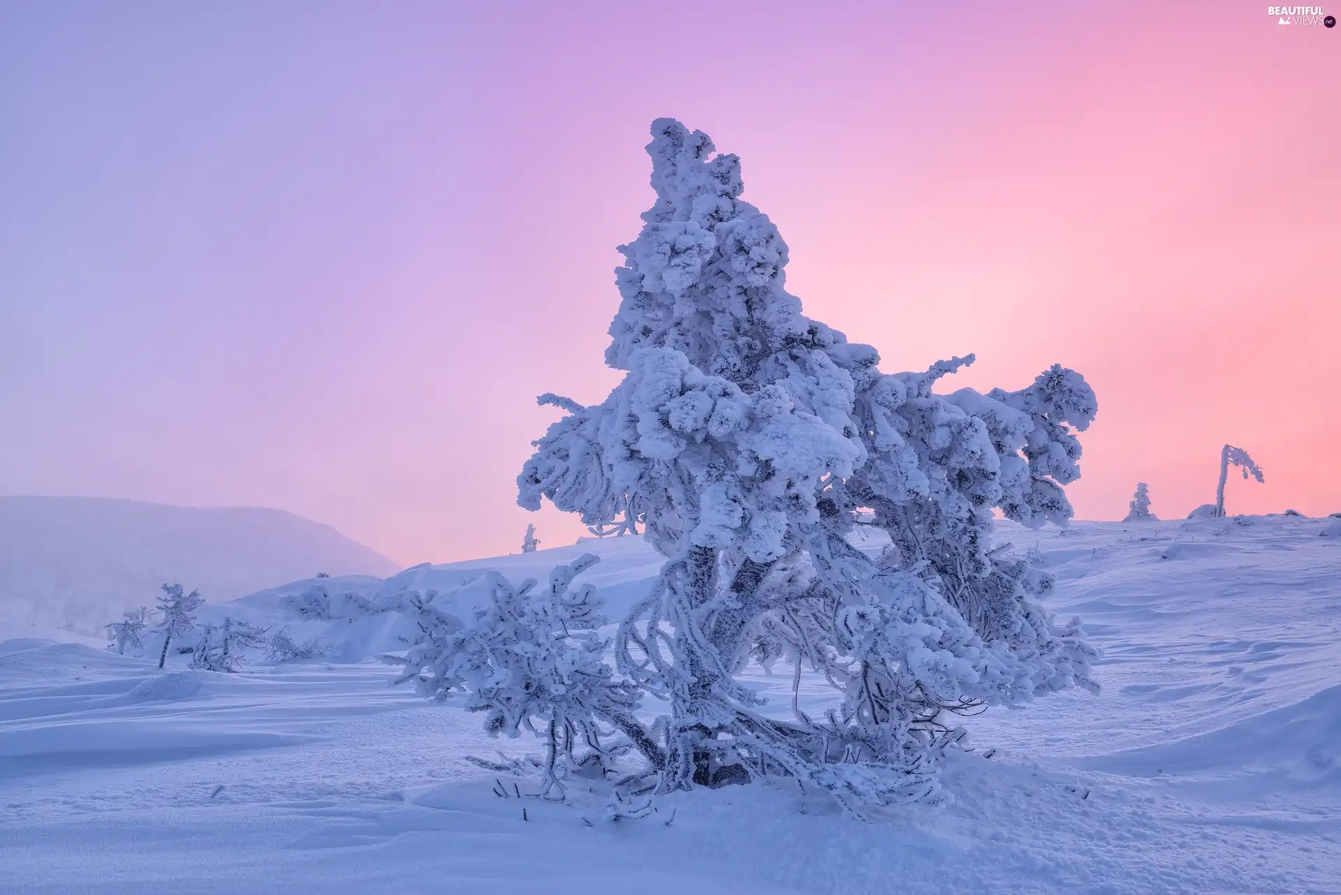 viewes, snow, trees, trees, winter, Snowy, Plants