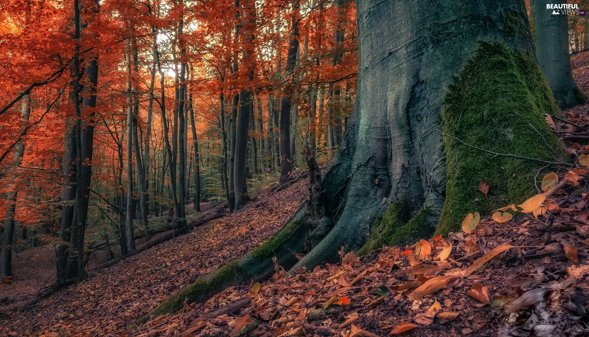 viewes, forest, trunk, trees, autumn, mossy, Leaf