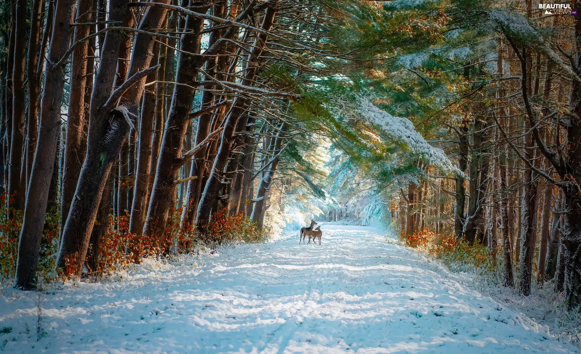 viewes, forest, Two, trees, winter, Way, deer