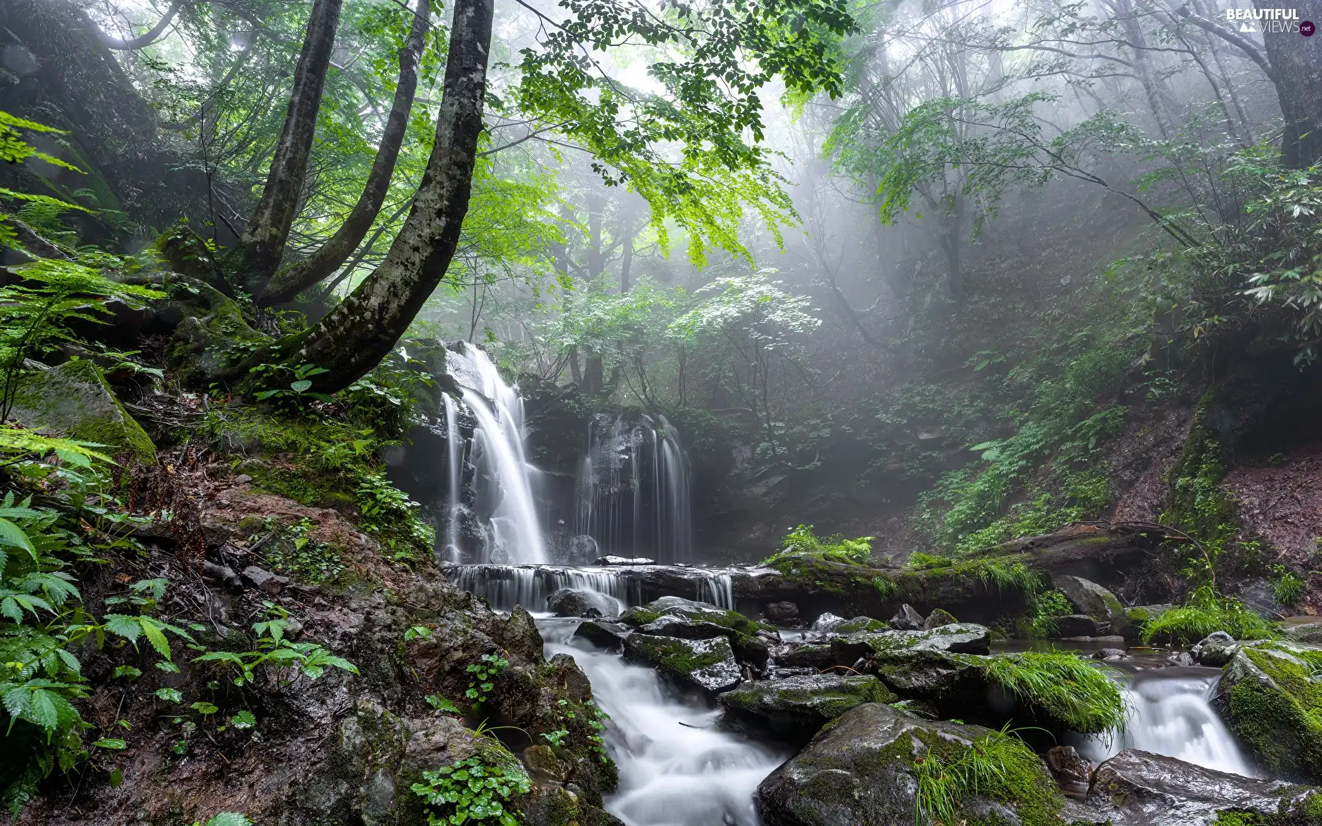 mossy, Stones, VEGETATION, Fog, viewes, River, waterfall, trees