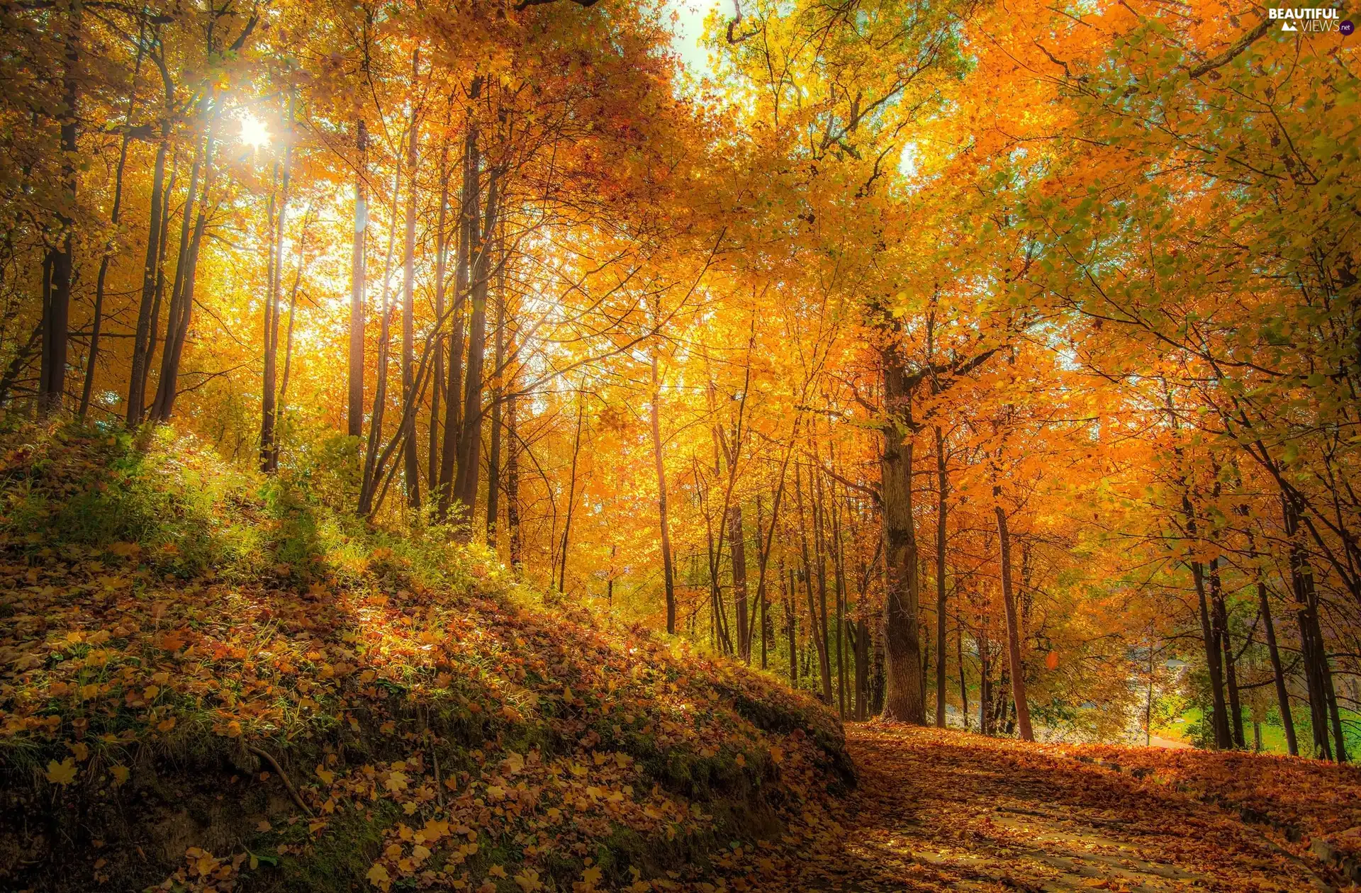 viewes, Yellowed, VEGETATION, trees, forest, Path, autumn