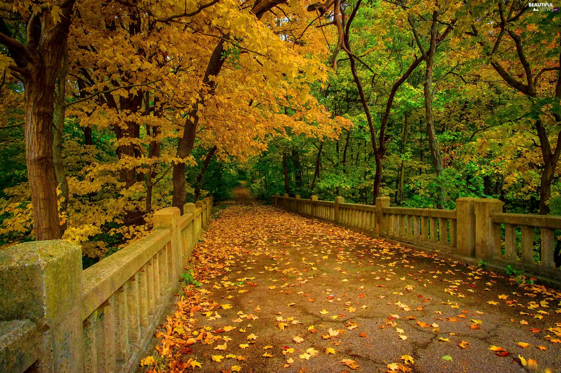 Leaf, forest, trees, viewes, autumn, bridge
