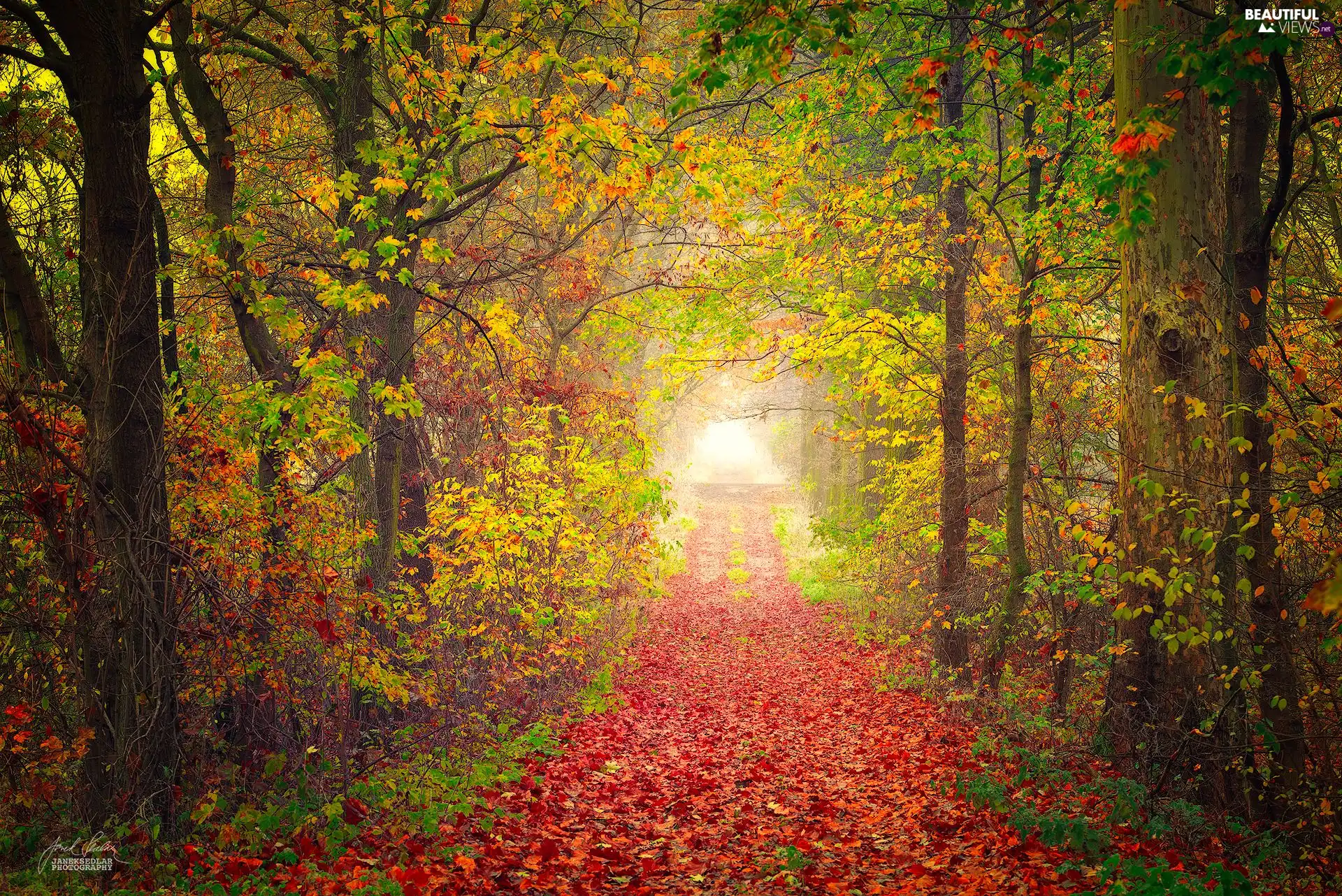 trees, viewes, Way, forest, autumn