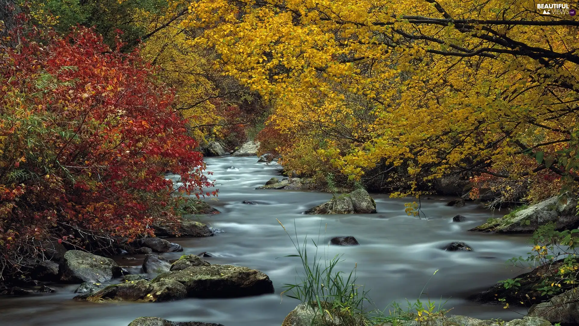 trees, viewes, River, Stones, autumn