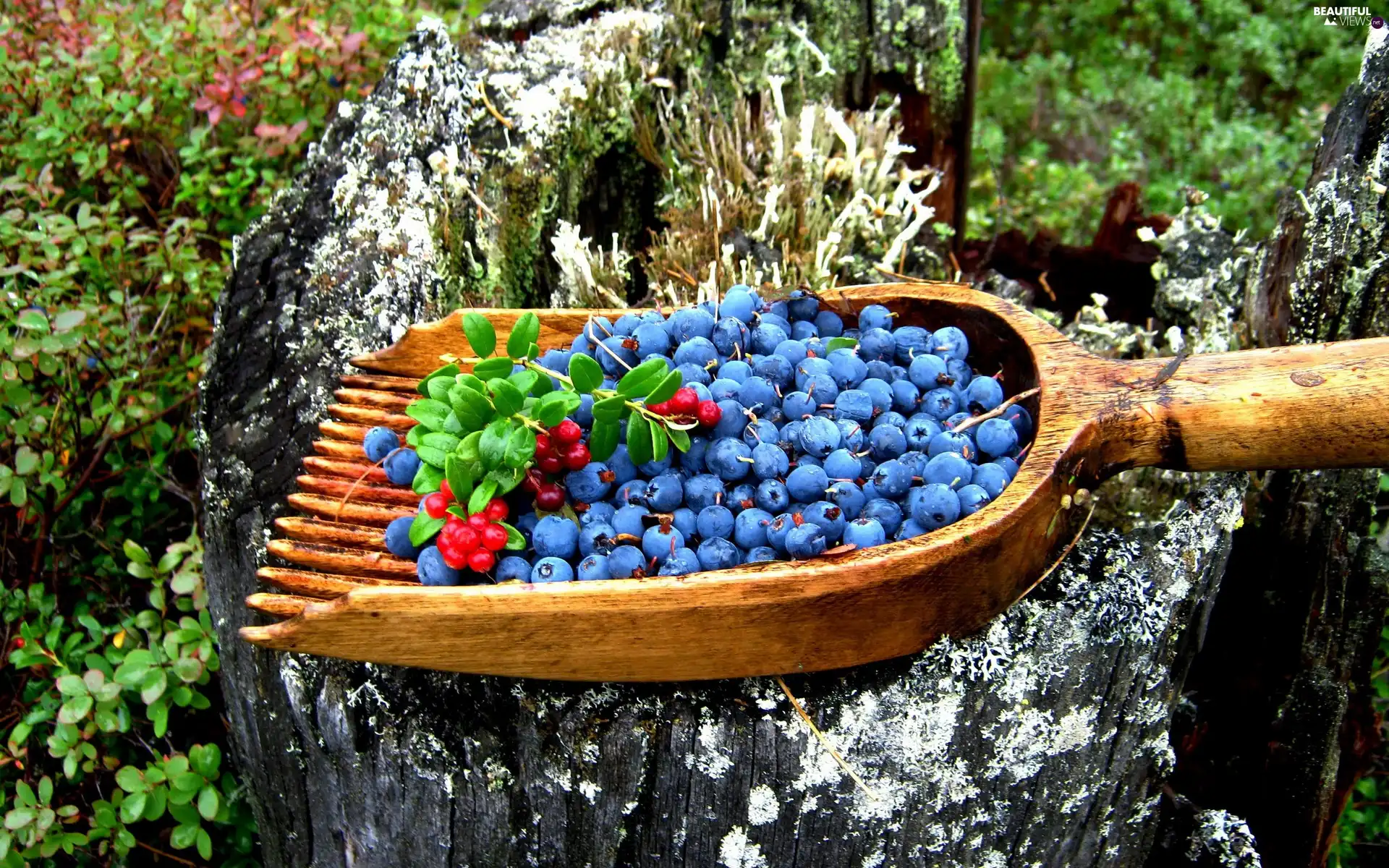 trees, viewes, forest, trunk, blueberries