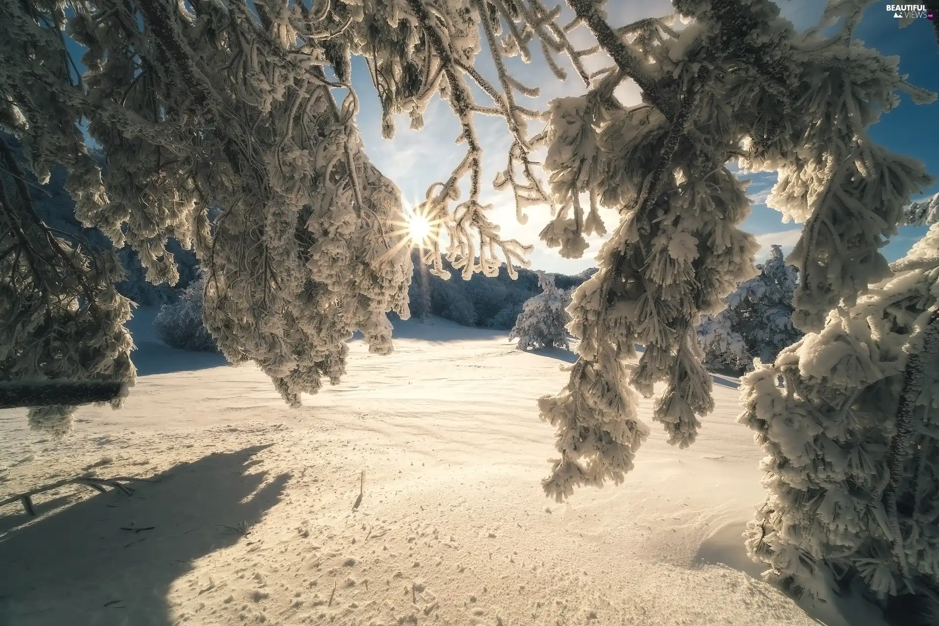 trees, winter, branch pics, rays of the Sun, viewes, Snowy