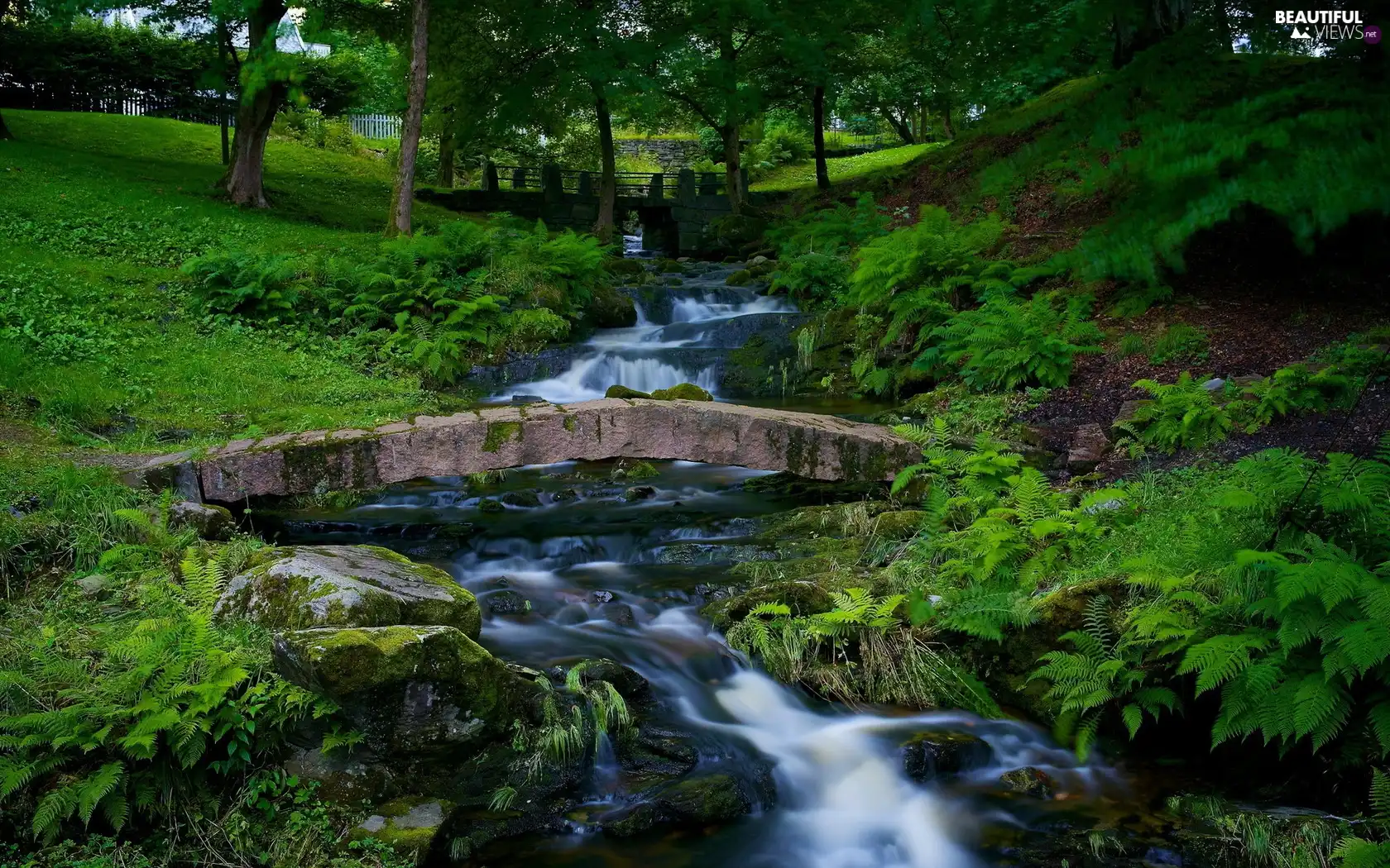 fern, Park, trees, viewes, bridges, brook