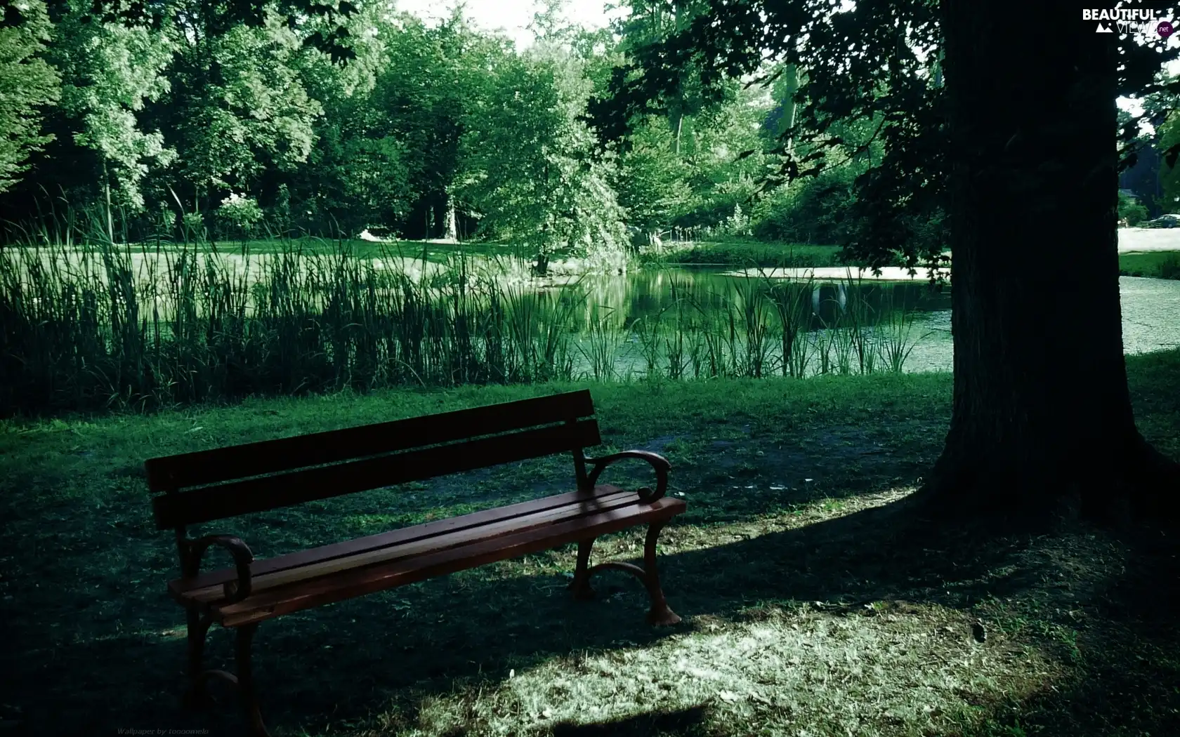 trees, viewes, Bench, Pond - car, Park