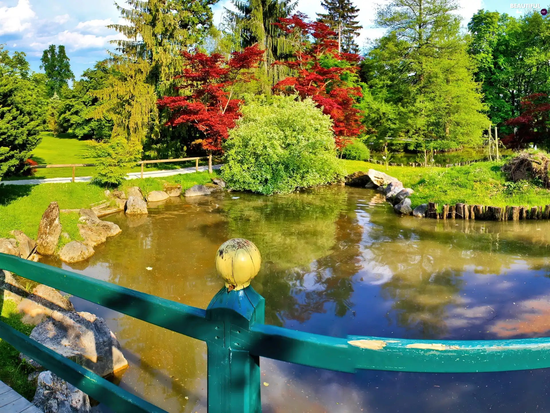 trees, viewes, summer, Pond - car, Park