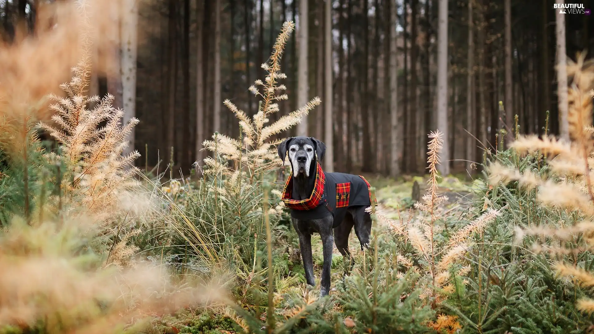 trees, viewes, clothes, forest, Dog German