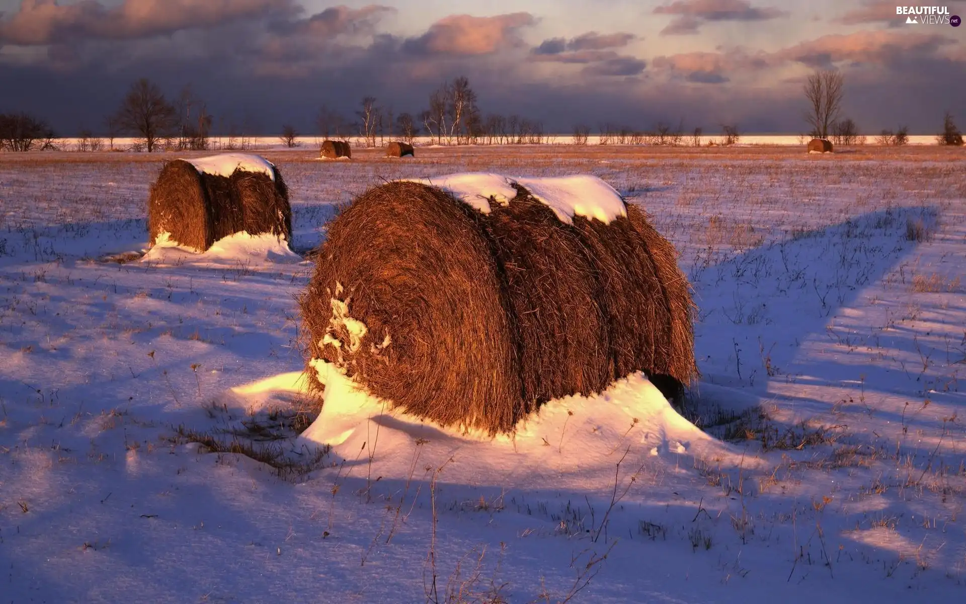 trees, viewes, Bele, Hay, Field