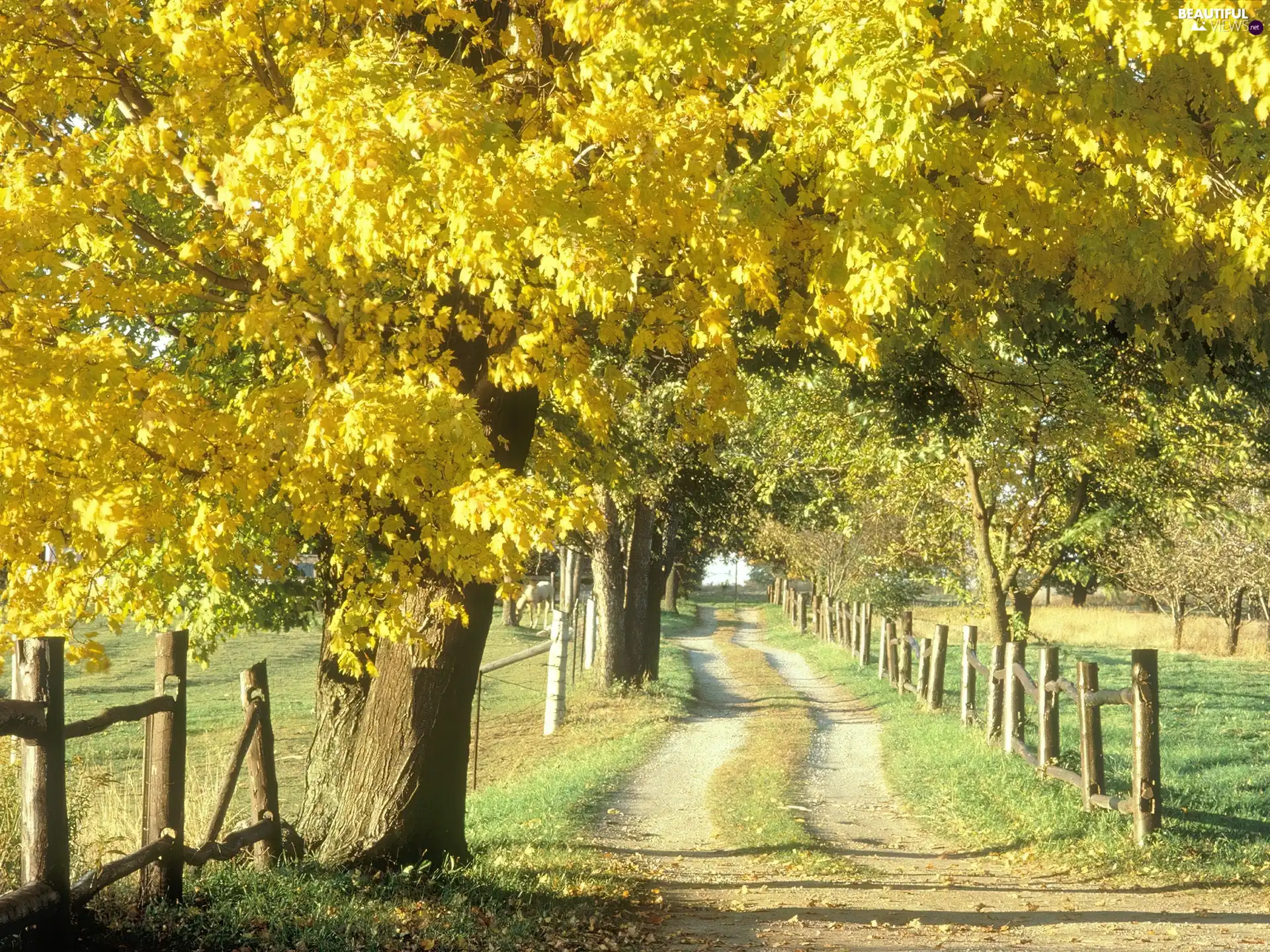 trees, viewes, Path, Yellow, field