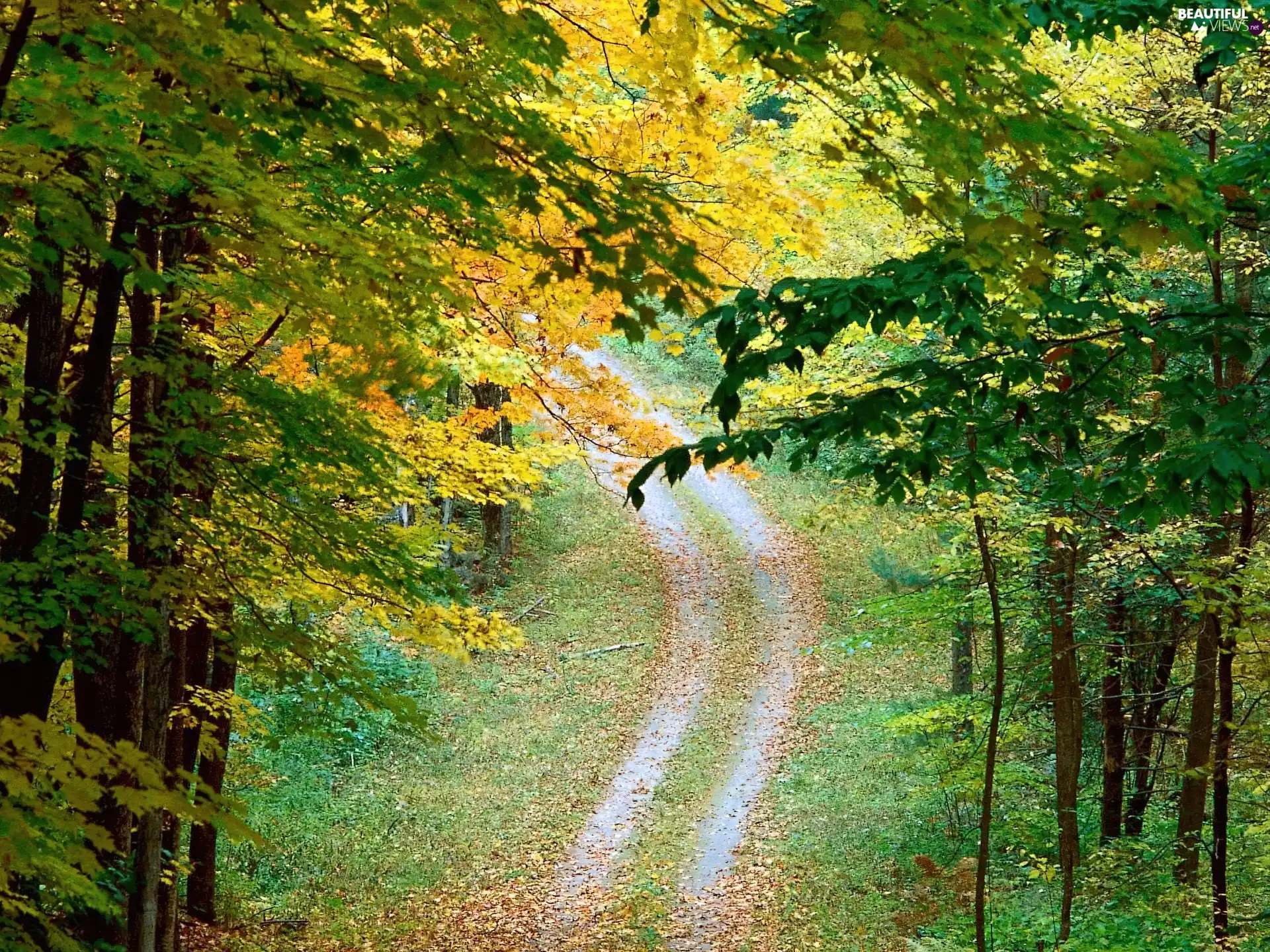 trees, viewes, Path, autumn, forest