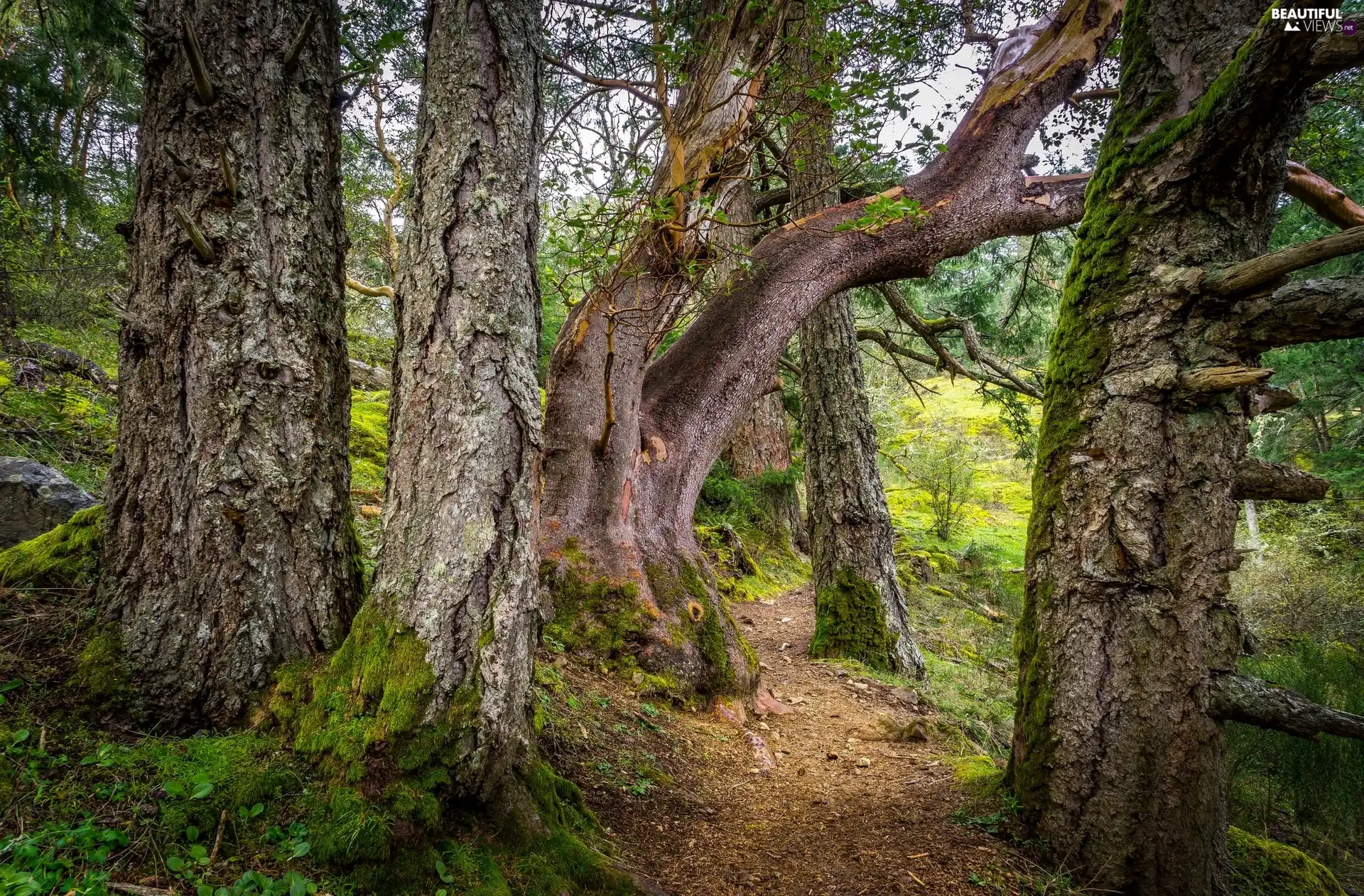 trees, viewes, old, mossy, forest