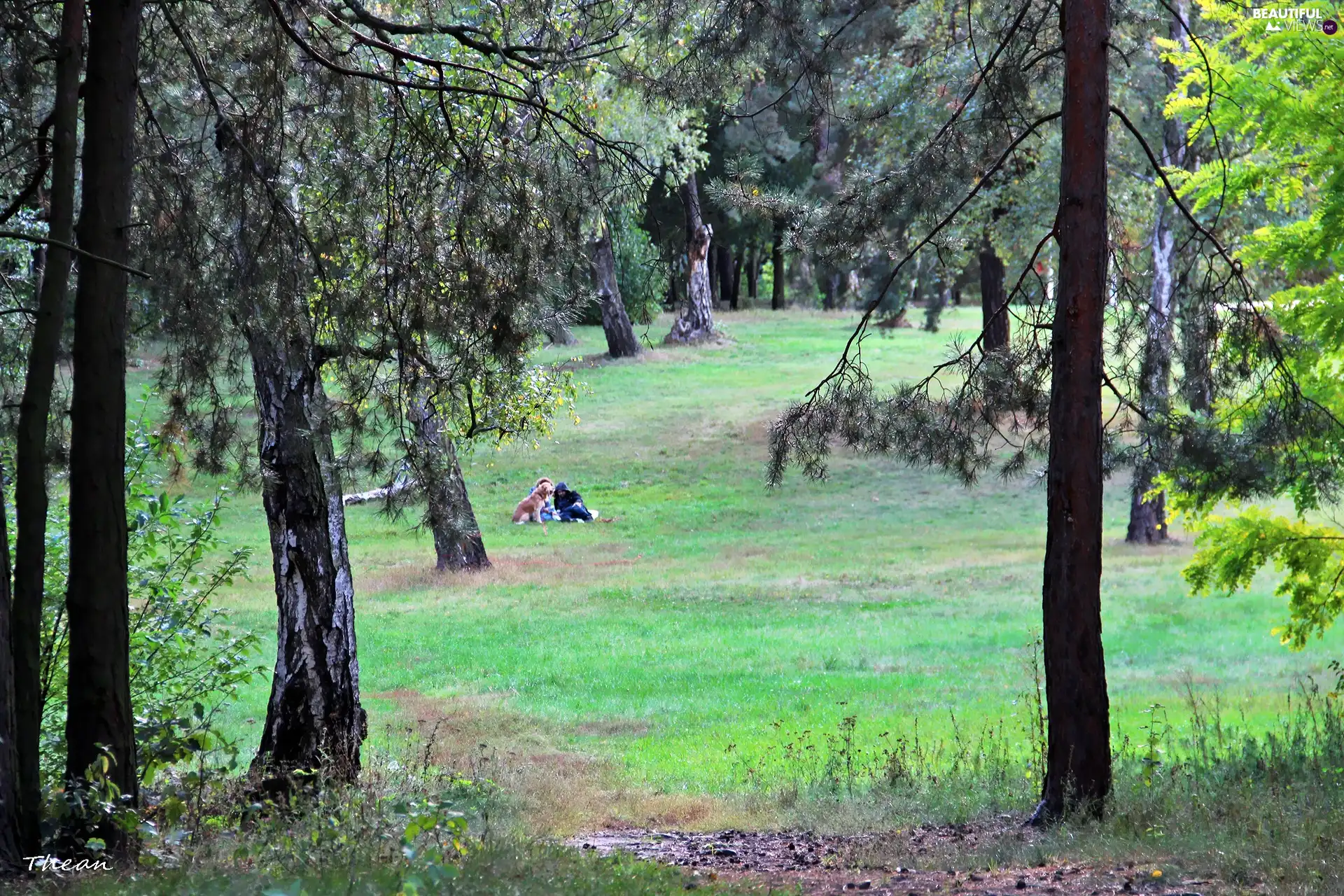 car in the meadow, trees, viewes, forest